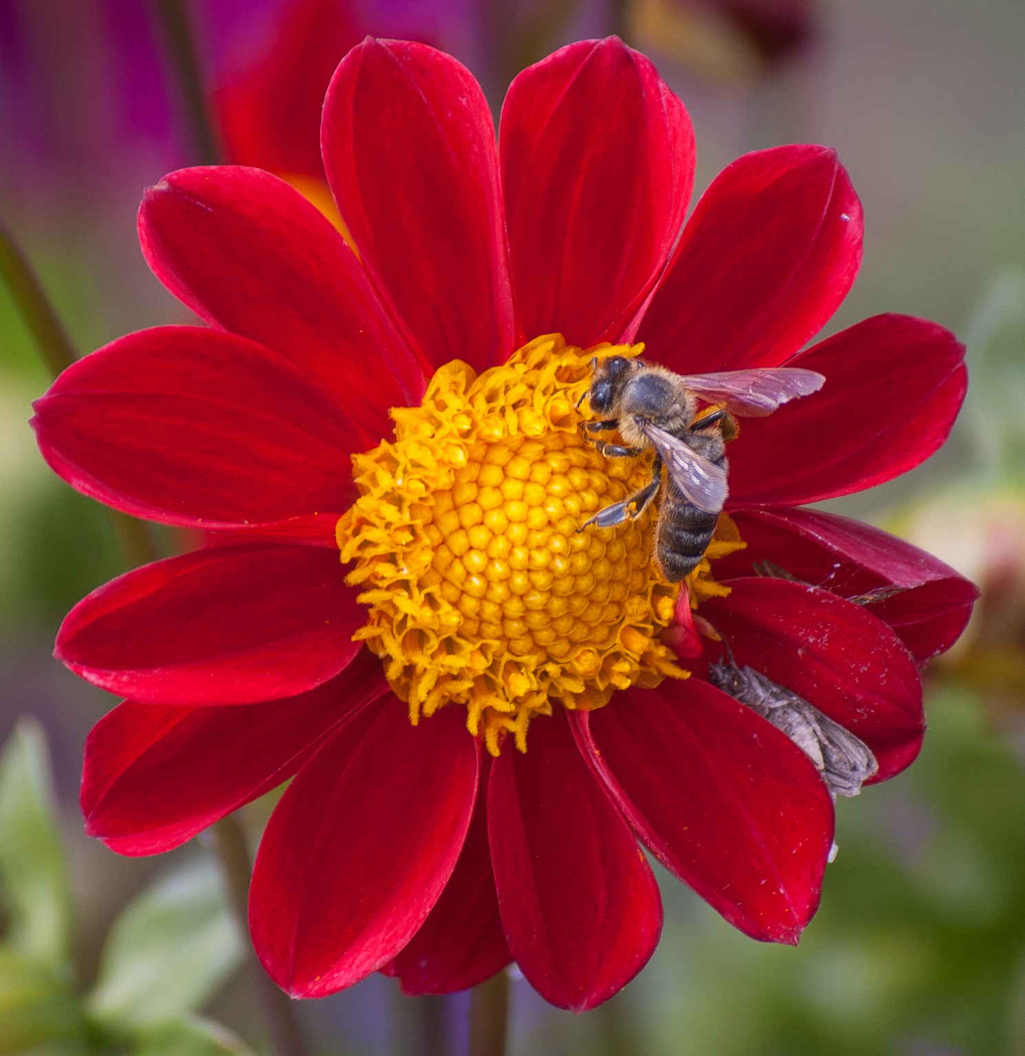 last flowers - My, Nikon, Nikon D40, , Flowers, Color, Summer, Insects, Longpost