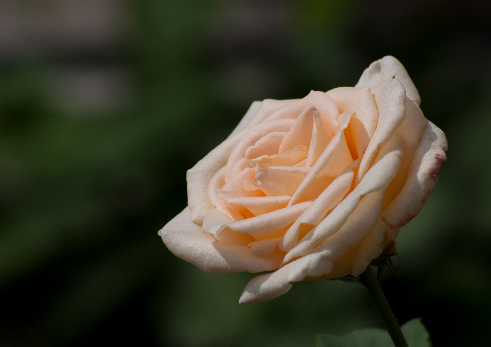 last flowers - My, Nikon, Nikon D40, , Flowers, Color, Summer, Insects, Longpost