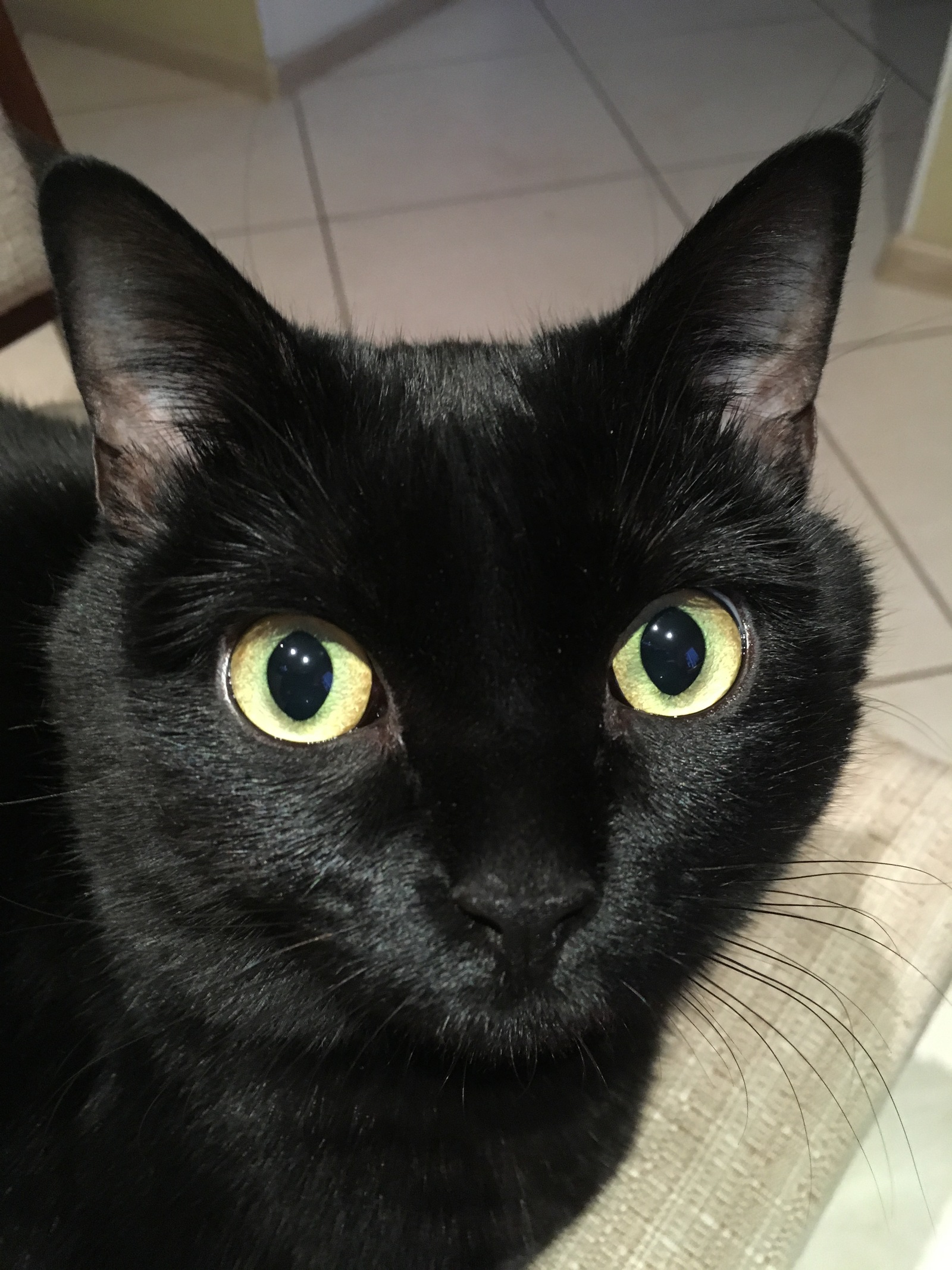 From the life of a black cat at home - My, cat, Pets, , Longpost