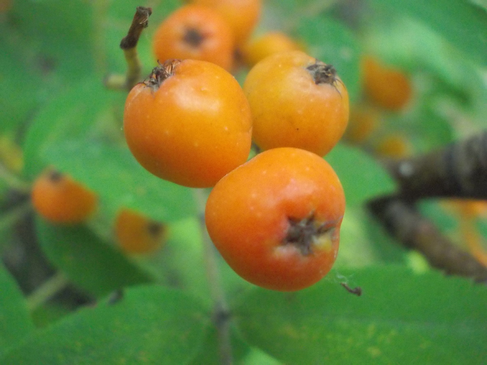 Rowan and not only... The first day of September. - My, First day, Autumn, Yekaterinburg, Longpost