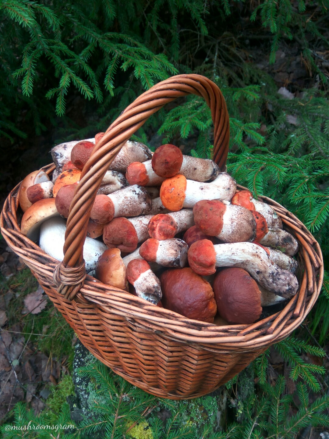 Today's mushroom catch - My, Mushrooms, Forest, Silent hunt, Boletus, Porcini