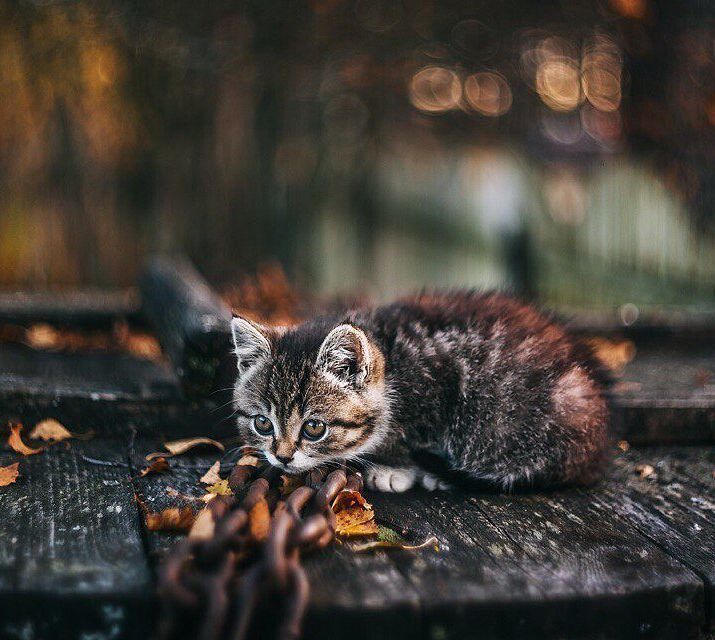 Kitten and autumn - cat, Autumn, Longpost