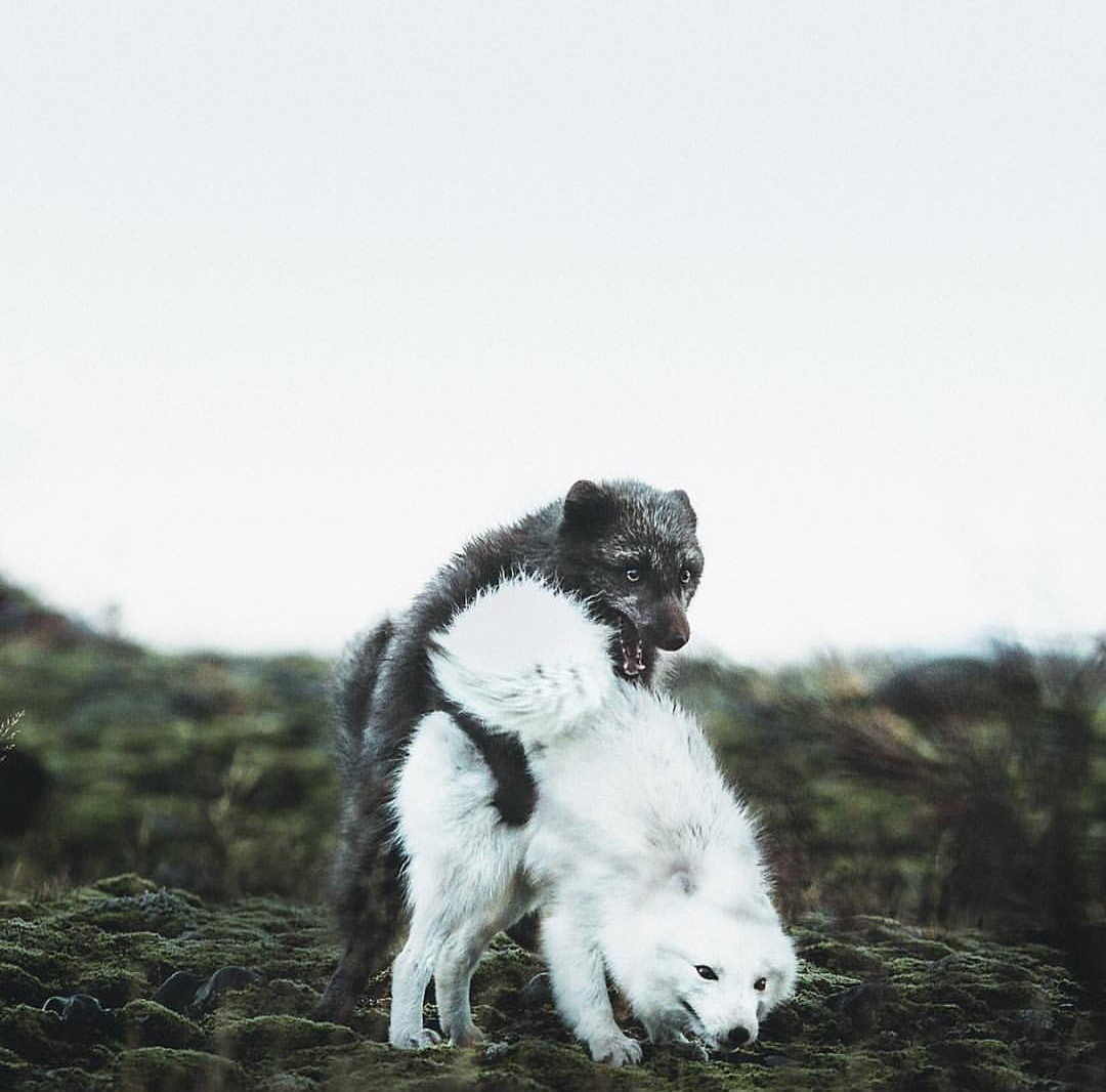 F.off - Animals, Arctic fox, Mating games, The photo