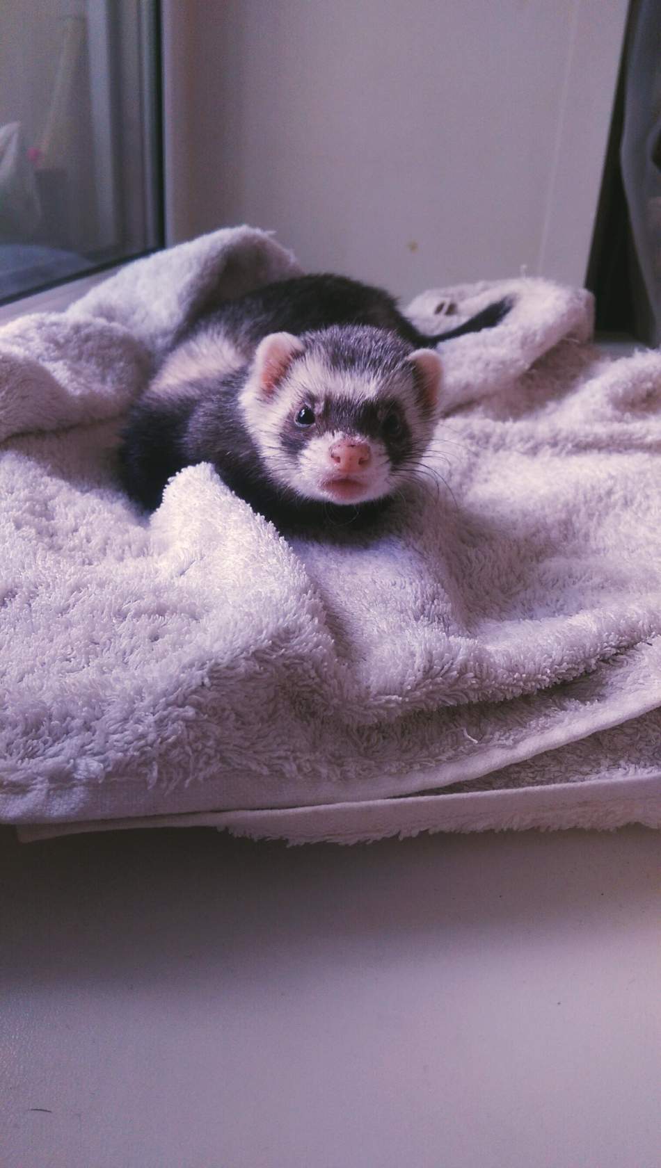 Lost ferret!!! - My, Ferret, Lost, Moscow, Help