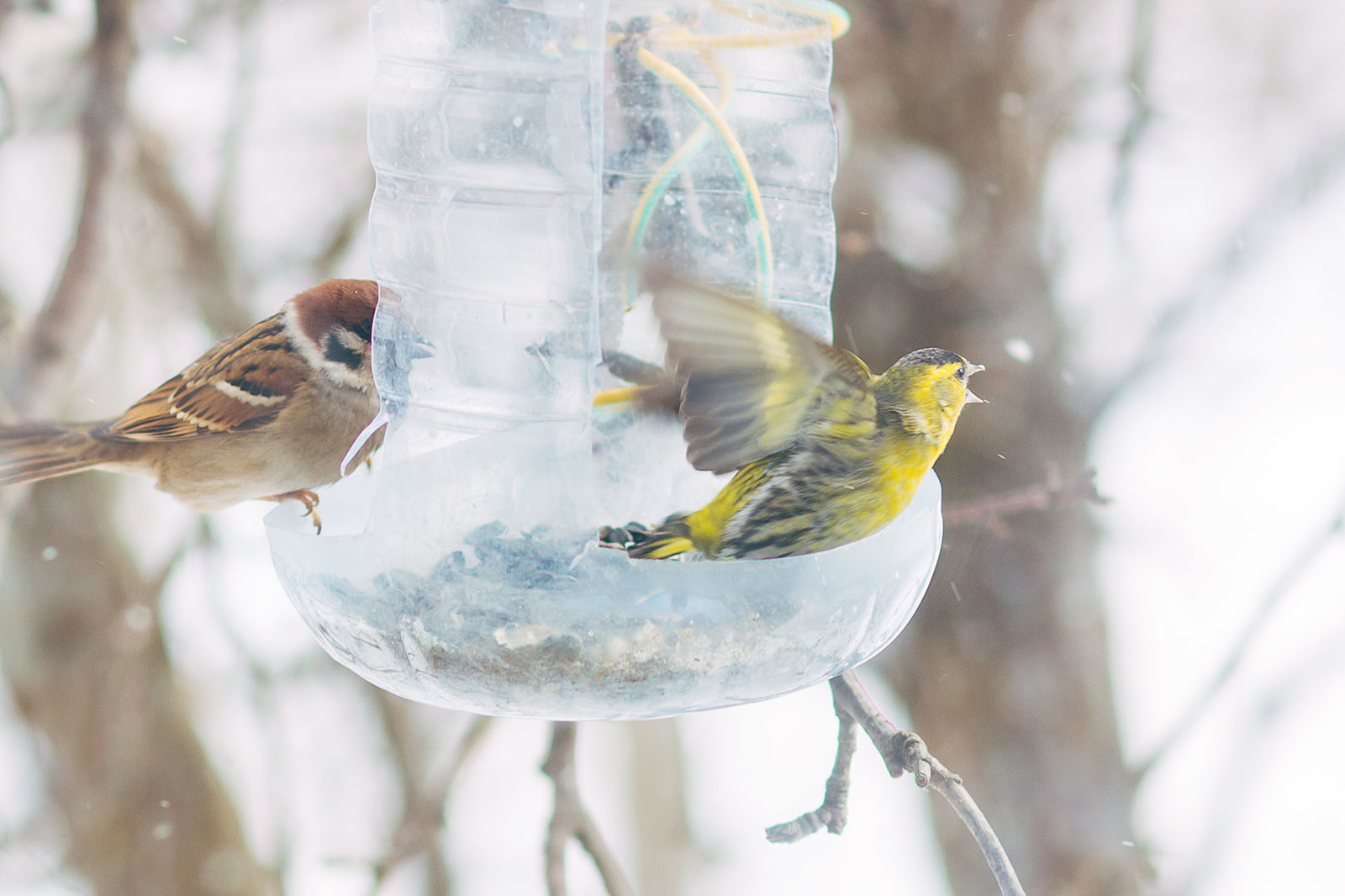 my tits - My, Feeding, Longpost, Tit, Trough