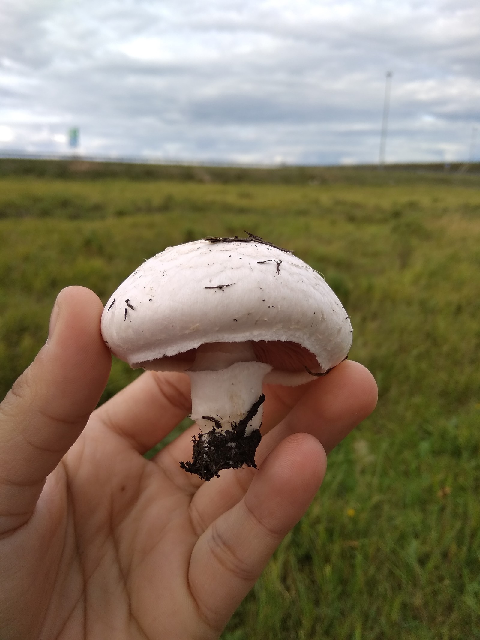 mushroom season. - My, Mushrooms, Nature, Kazakhstan, A1, Sky, Longpost