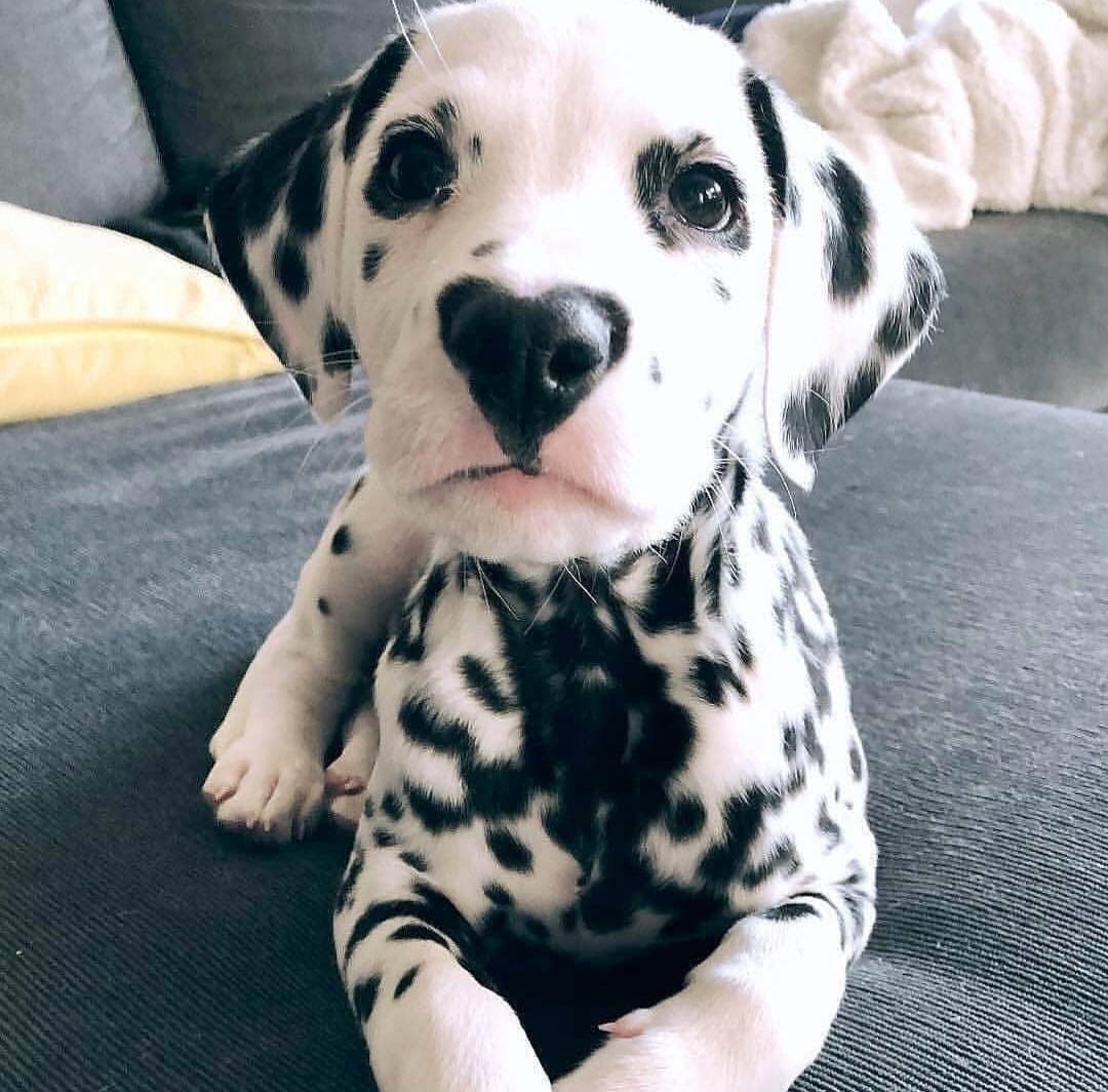 A dog marked by love - Dog, Dalmatian, Color, Puppies, Longpost