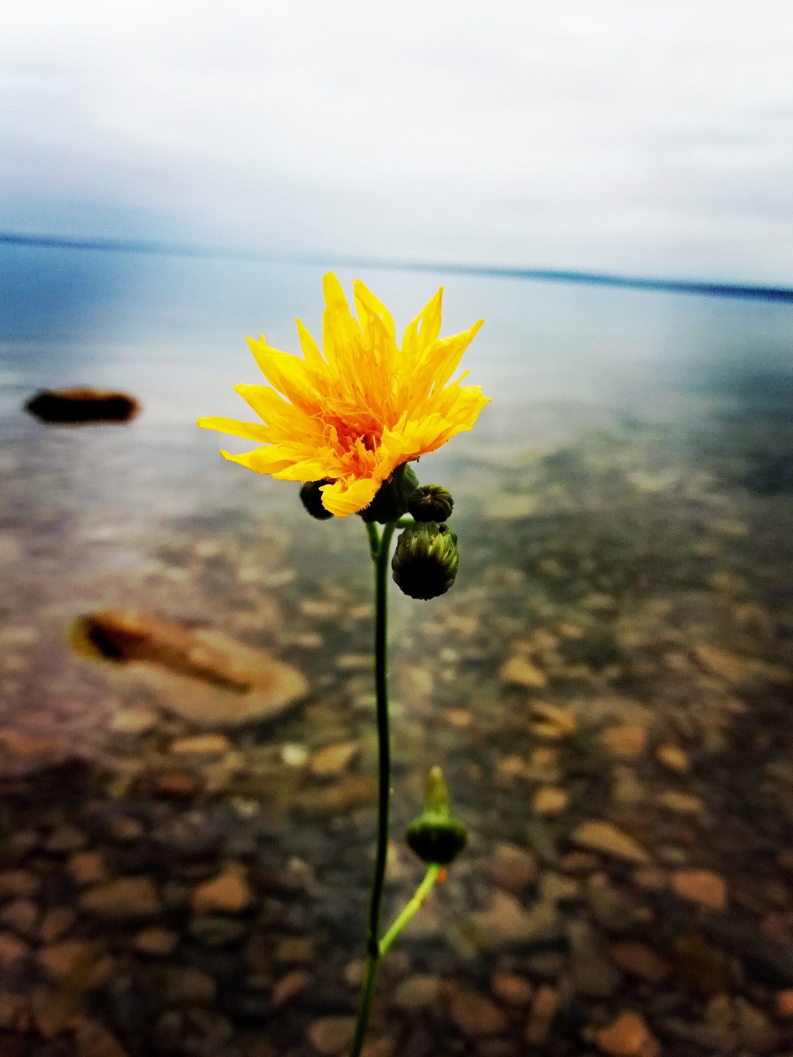 Flower - My, Beginning photographer, Question, beauty of nature, Flowers, Longpost