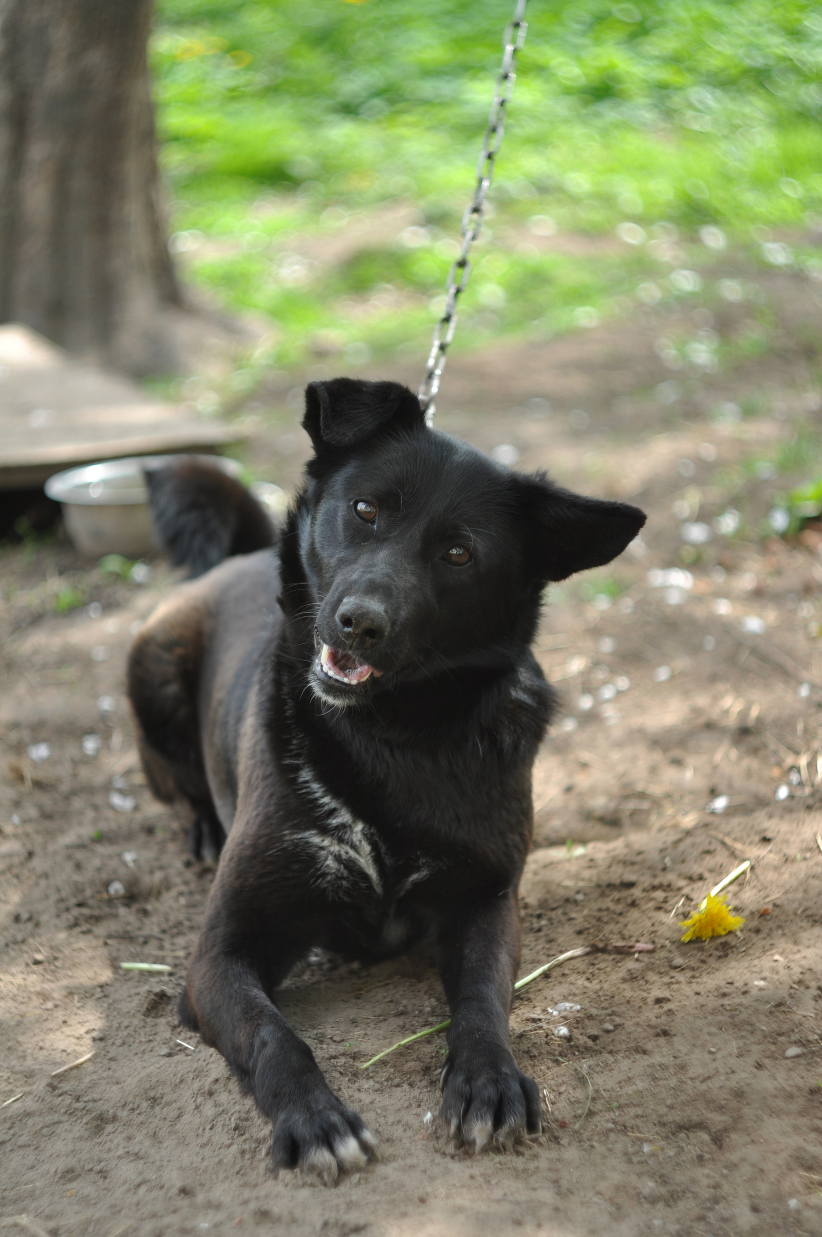 Just a yawning dog - My, Animals, Dog, , Longpost