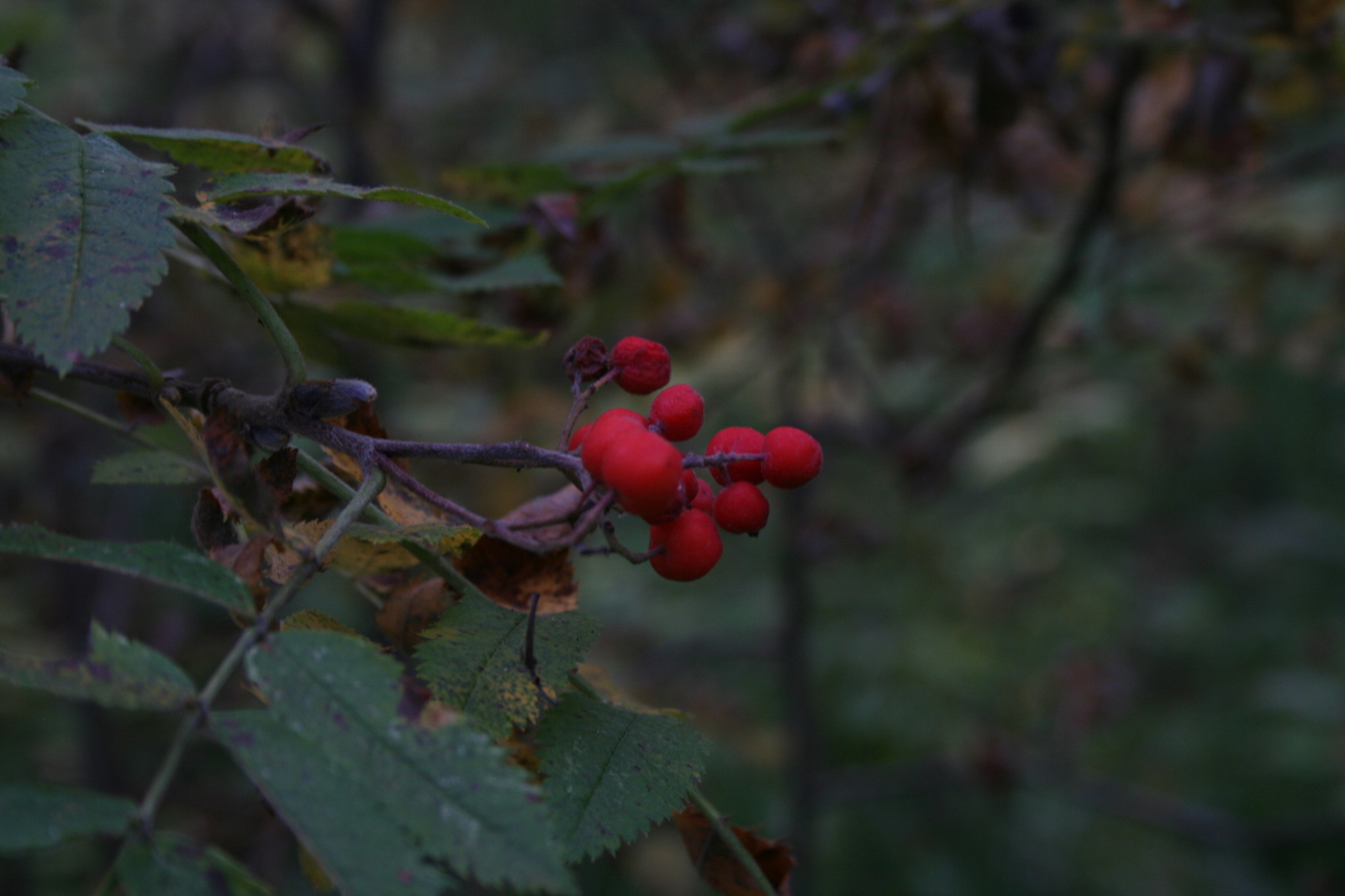 Autumn forest - My, The photo, Forest, Autumn, Longpost