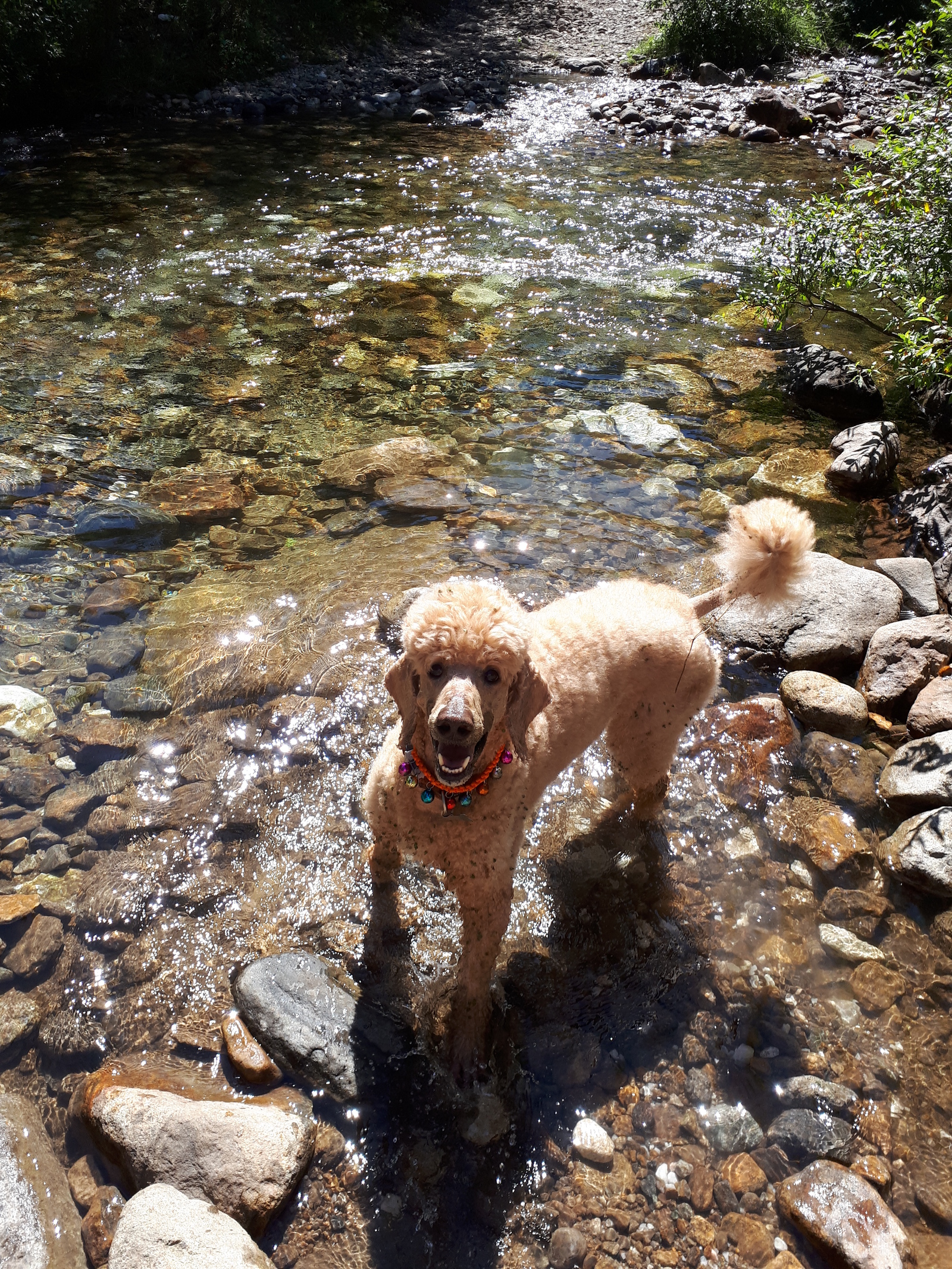 Marseille, conqueror of Hamar Daban) - My, Dog, Hike, Chersky Peak, Khamar-Daban, Longpost