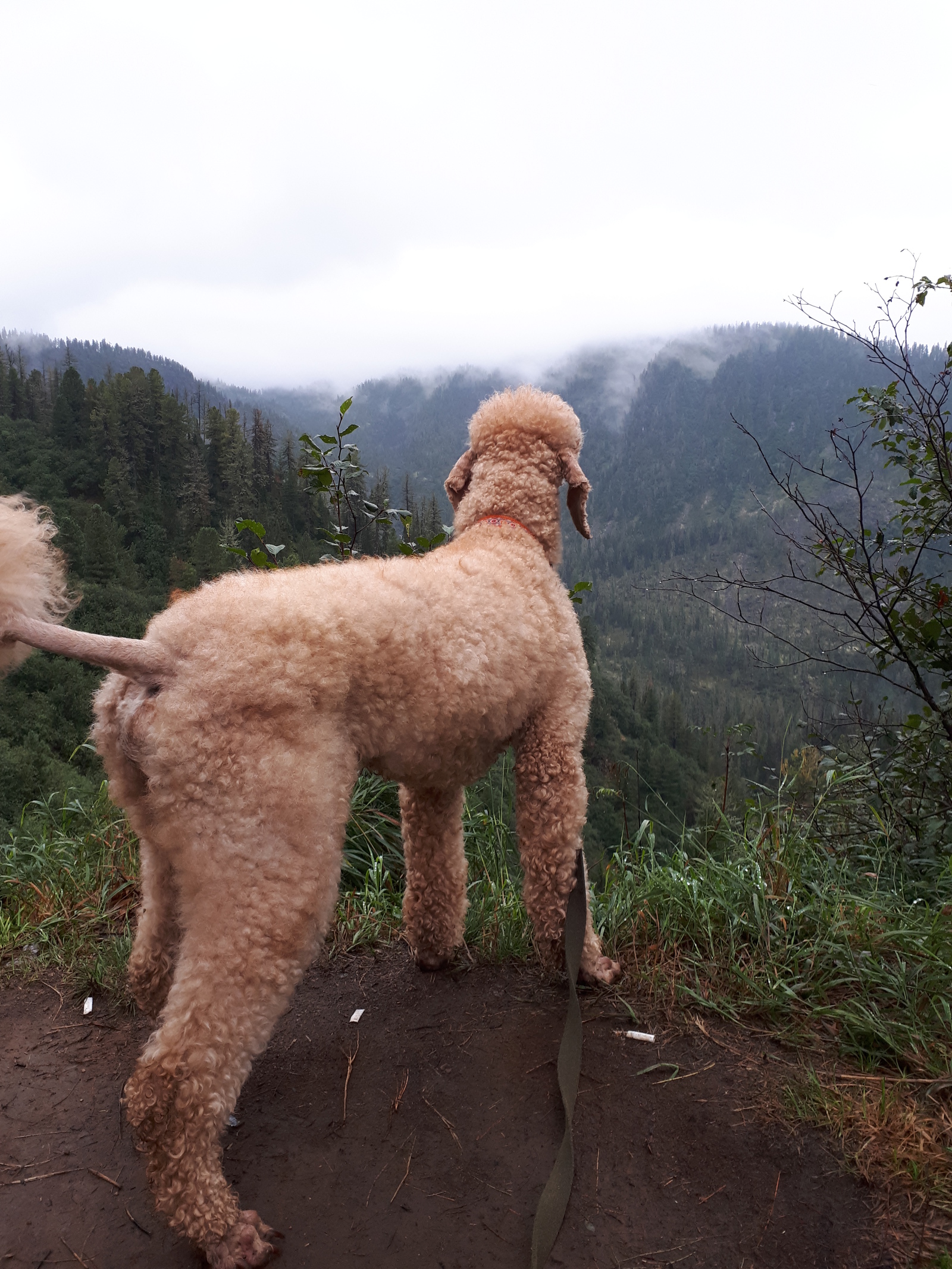 Marseille, conqueror of Hamar Daban) - My, Dog, Hike, Chersky Peak, Khamar-Daban, Longpost