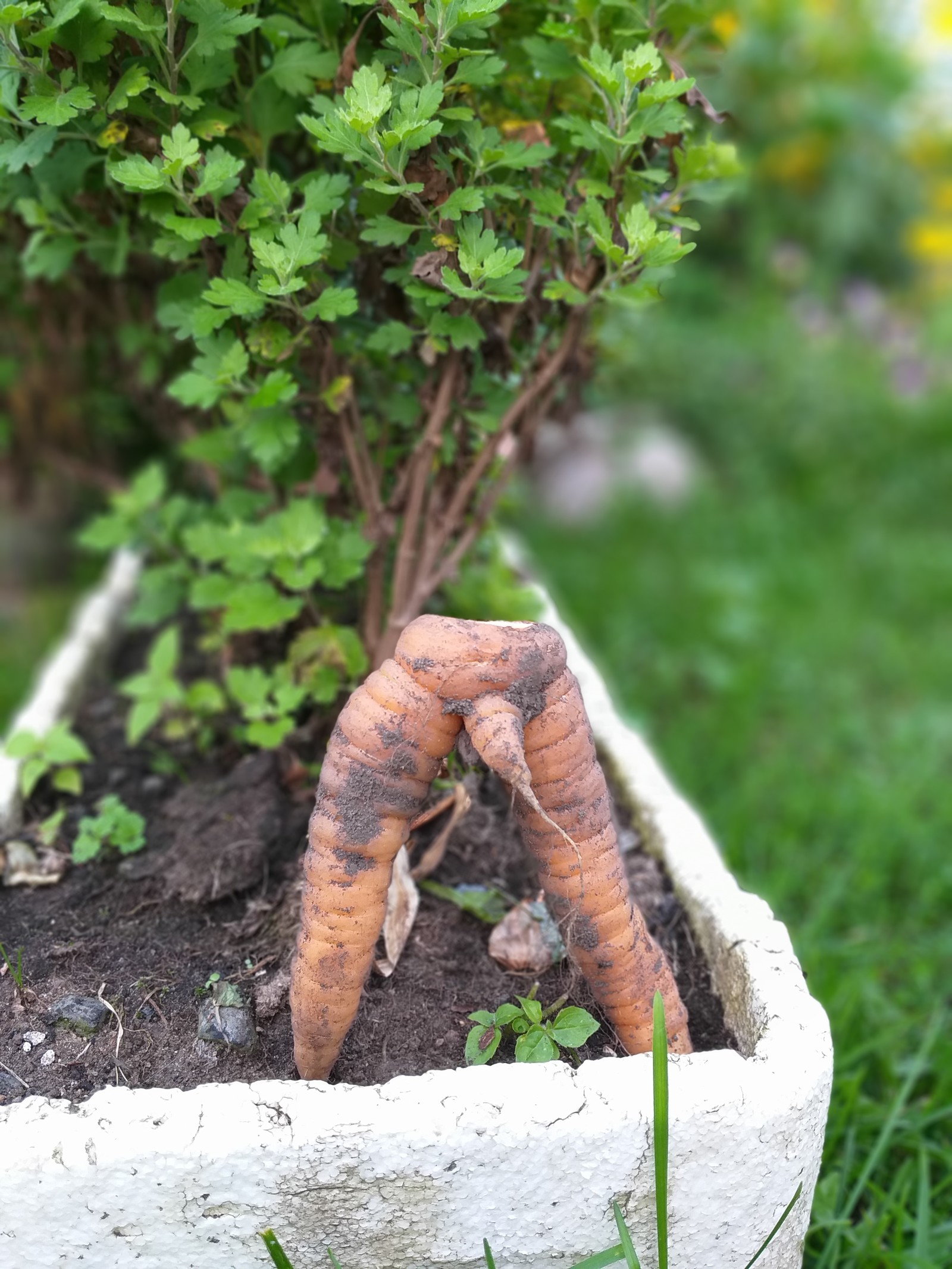 What will you sow ... - My, Carrot, Garden, The photo, What was watered, it grew, Garden