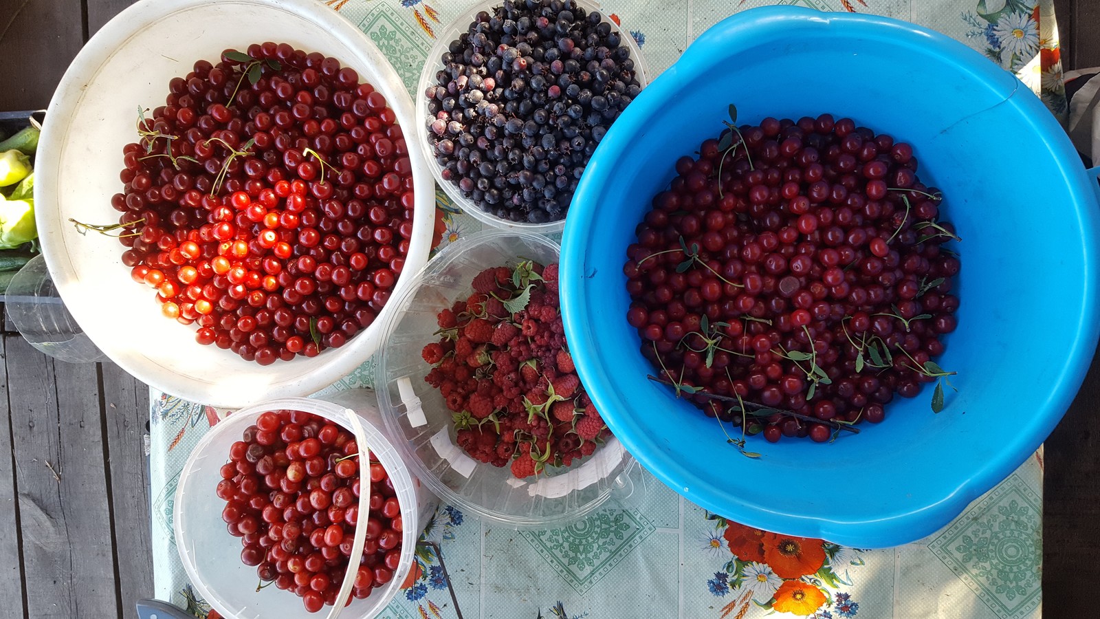 Just berries. - My, Berries, Harvest, Samsung Galaxy S6, The photo, Cherry, Raspberries, Juneberry, Longpost