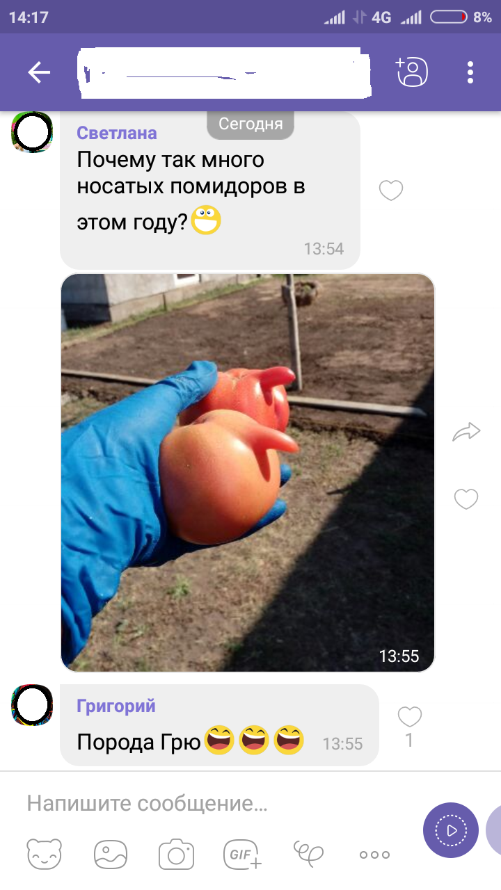 Tomatoes)) - My, Tomatoes, Harvest, Humor, Despicable Me