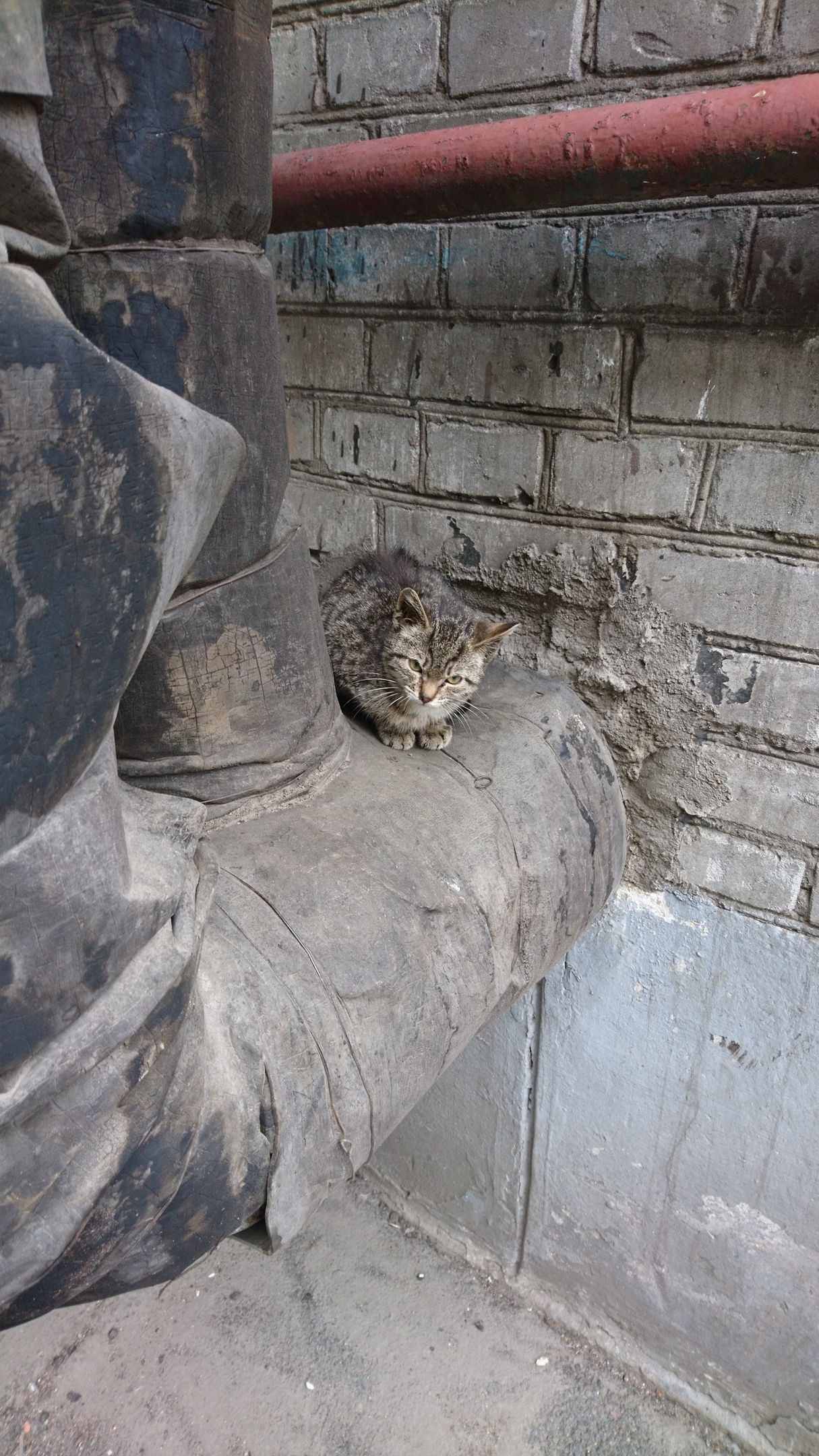 Cats and Cats met on the streets of St. Petersburg :3 - My, cat, Saint Petersburg, The street, Longpost