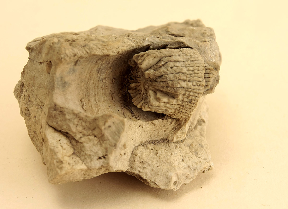 Tell me what is it? - My, , Paleontology, Longpost