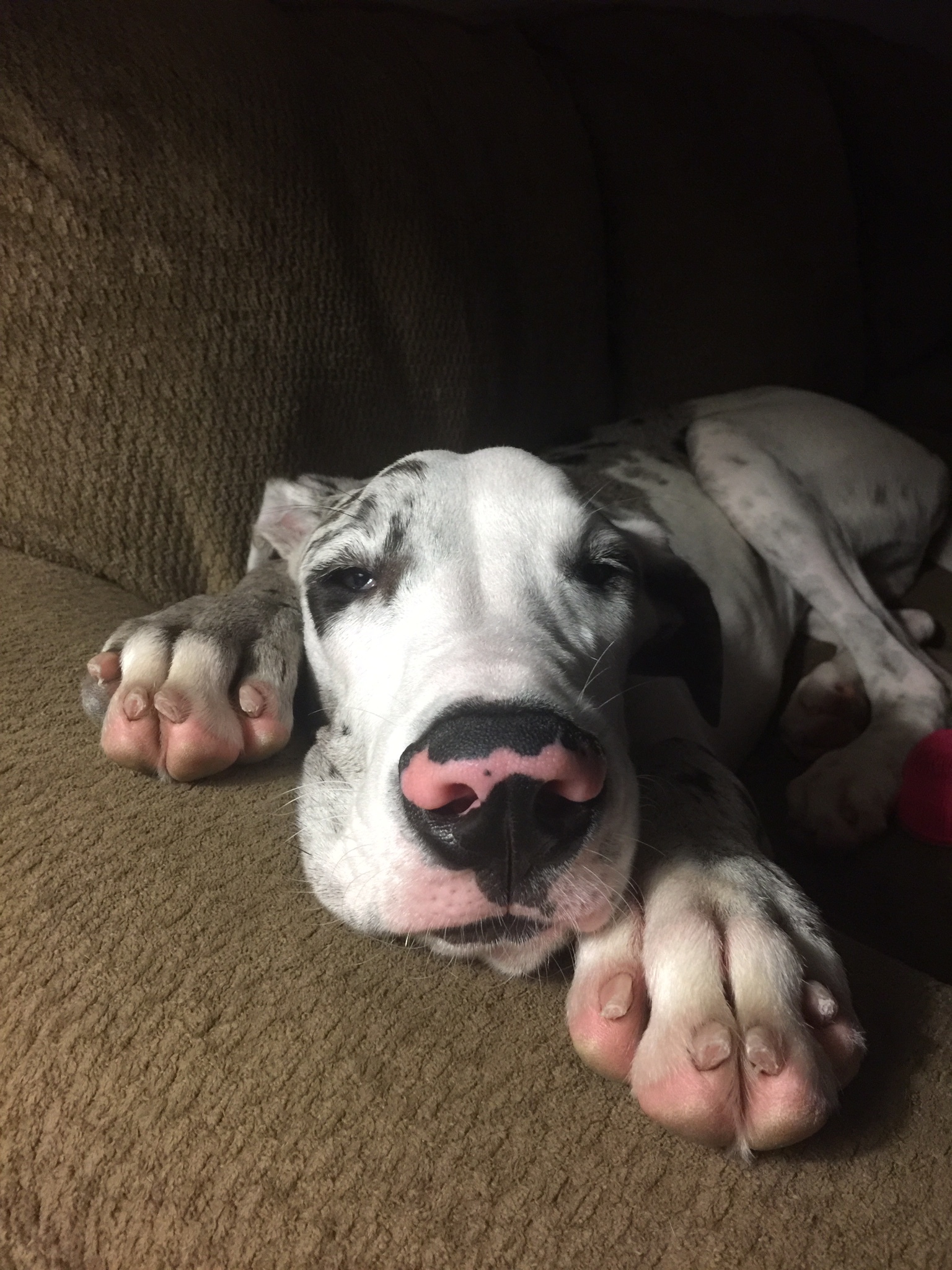 Puppy - royal dog - My, Cats and dogs together, Puppies, Great Dane, Longpost, cat, Dog