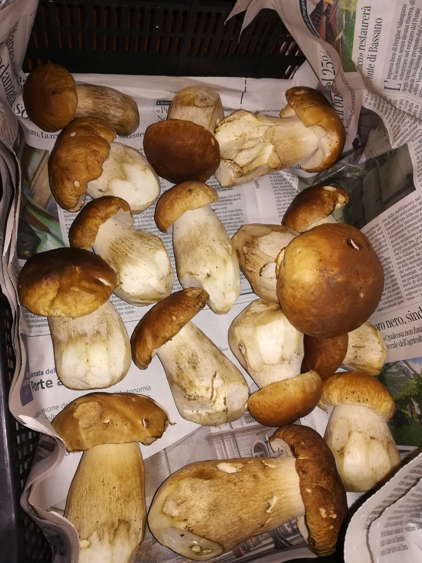 Mushrooms - My, Mushrooms, Mushroom season, Longpost