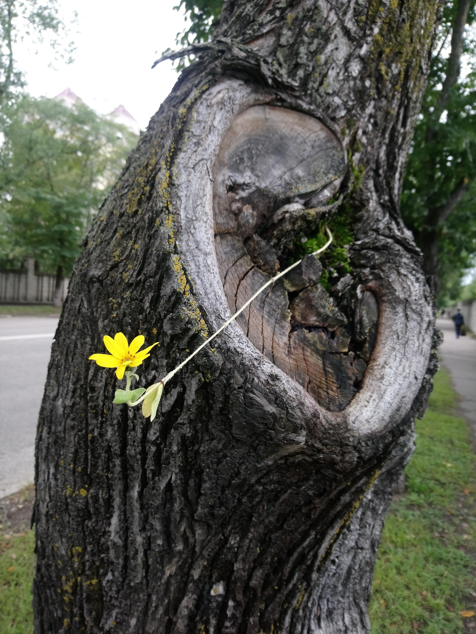 Soul of a tree. - My, The photo, Flowers