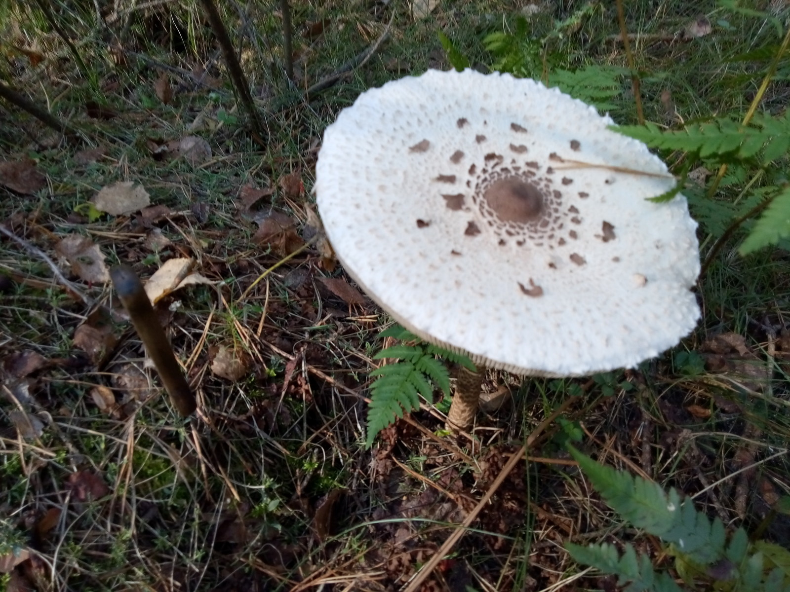 Tropical umbrella visiting the Urals - Mushrooms, Miracle Mushrooms, Poisonous mushrooms, Tropics, Longpost