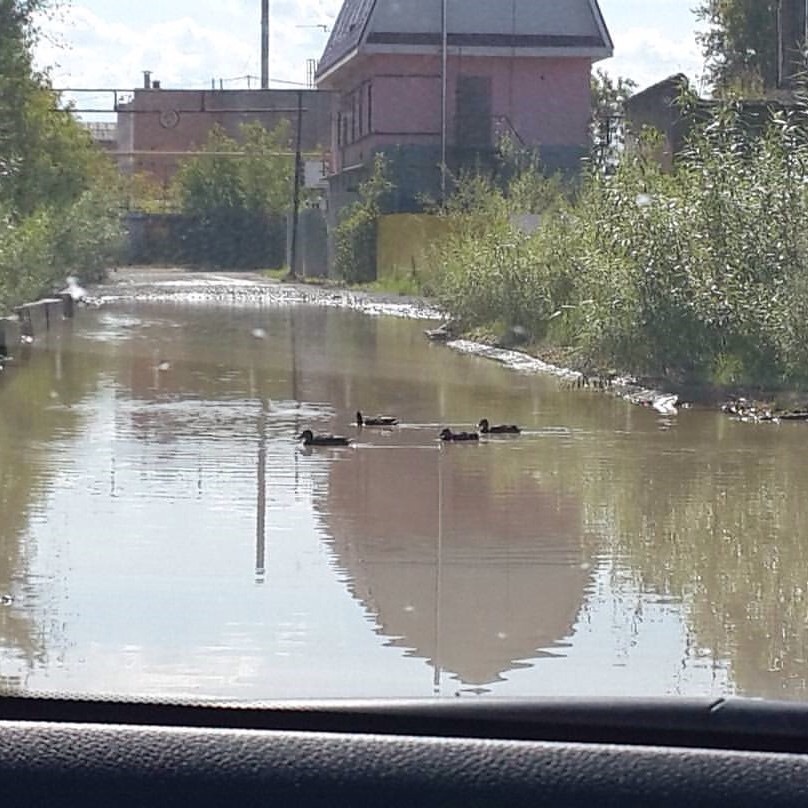 You go like this, and then the ducks suddenly cross the road - Duck, Suddenly