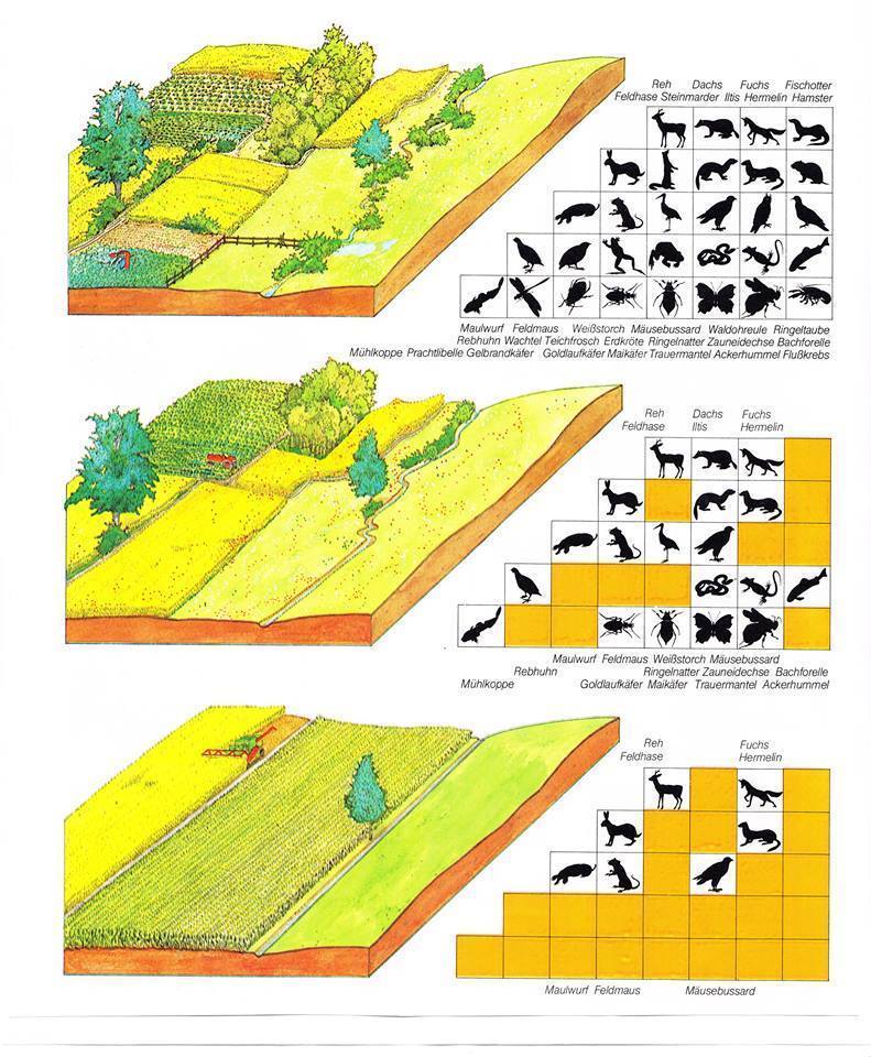 Биоразнообраие наглядно - Животные, Биоразнообразие, Урбанизация, Сельское хозяйство