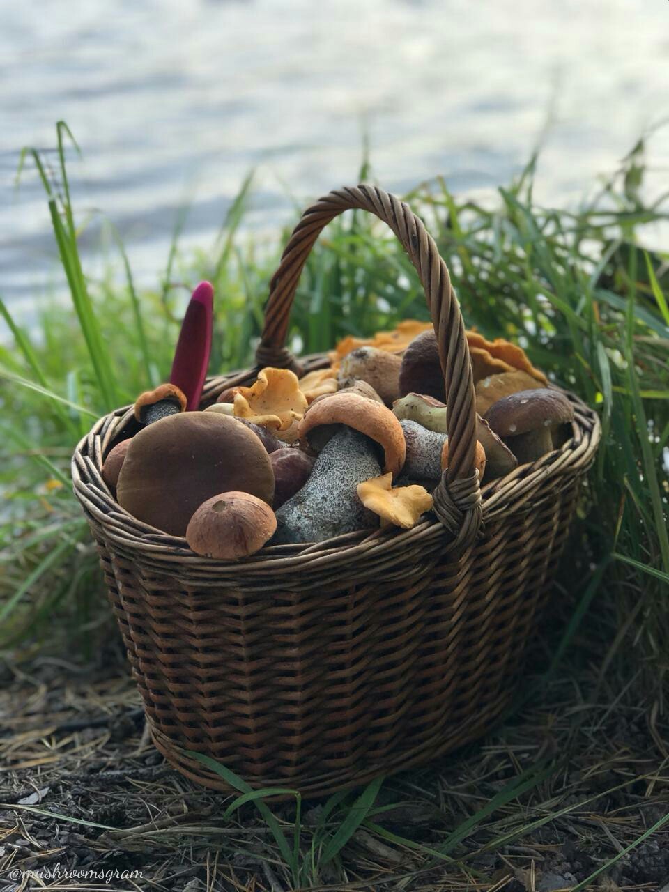 In my favorite forest - My, Mushrooms, Forest, Boletus, Porcini, Boletus, Chanterelles, Silent hunt