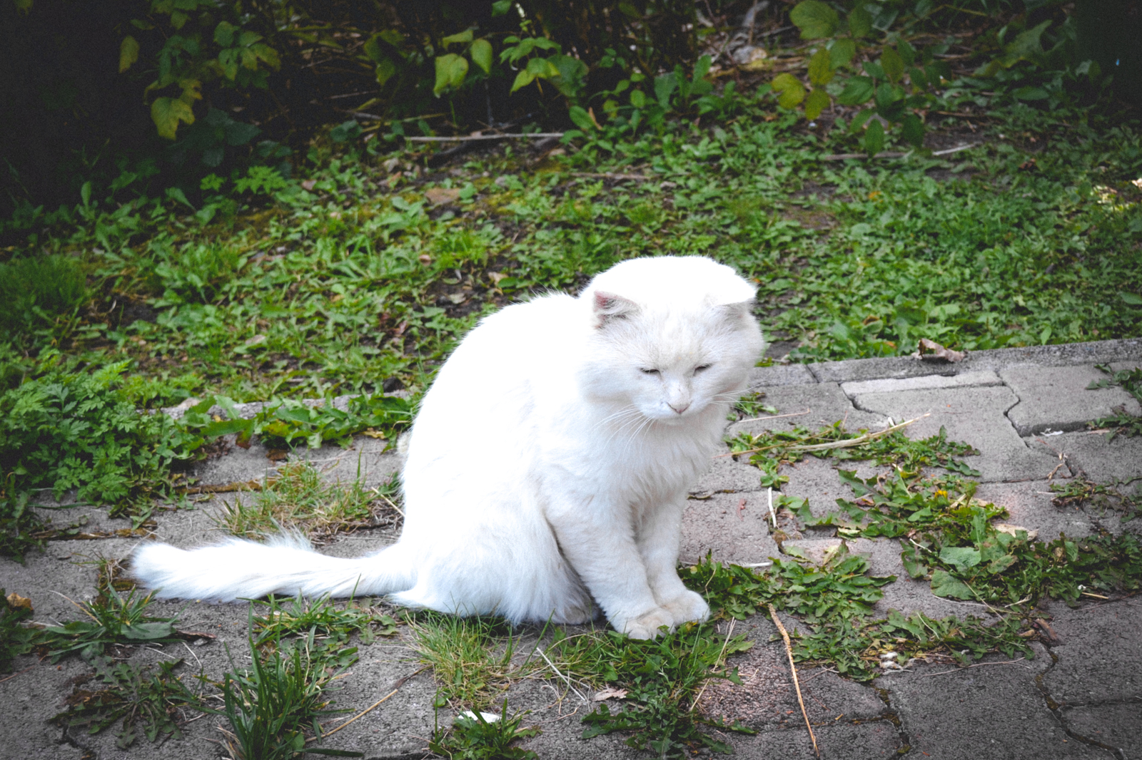 Belogorsky St. Nicholas Monastery, Perm Territory - The photo, Monastery, Perm Territory, cat, Nature, Longpost