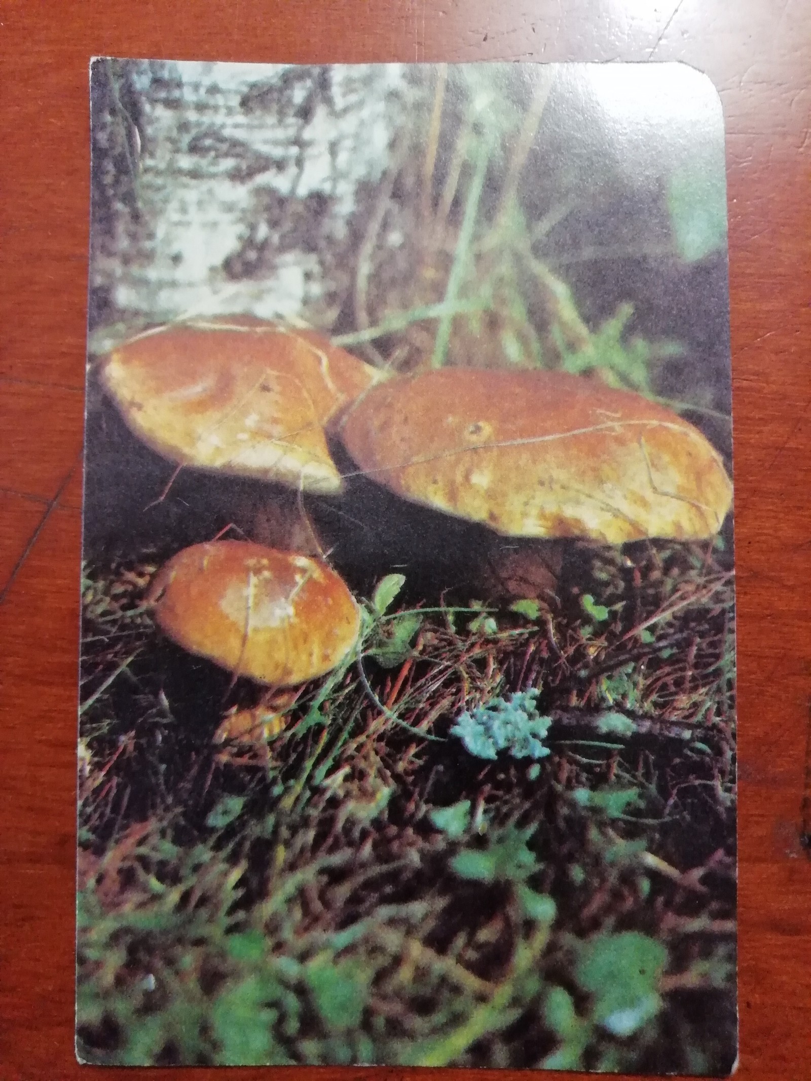 Mushrooms - Mushrooms, Postcard, Longpost