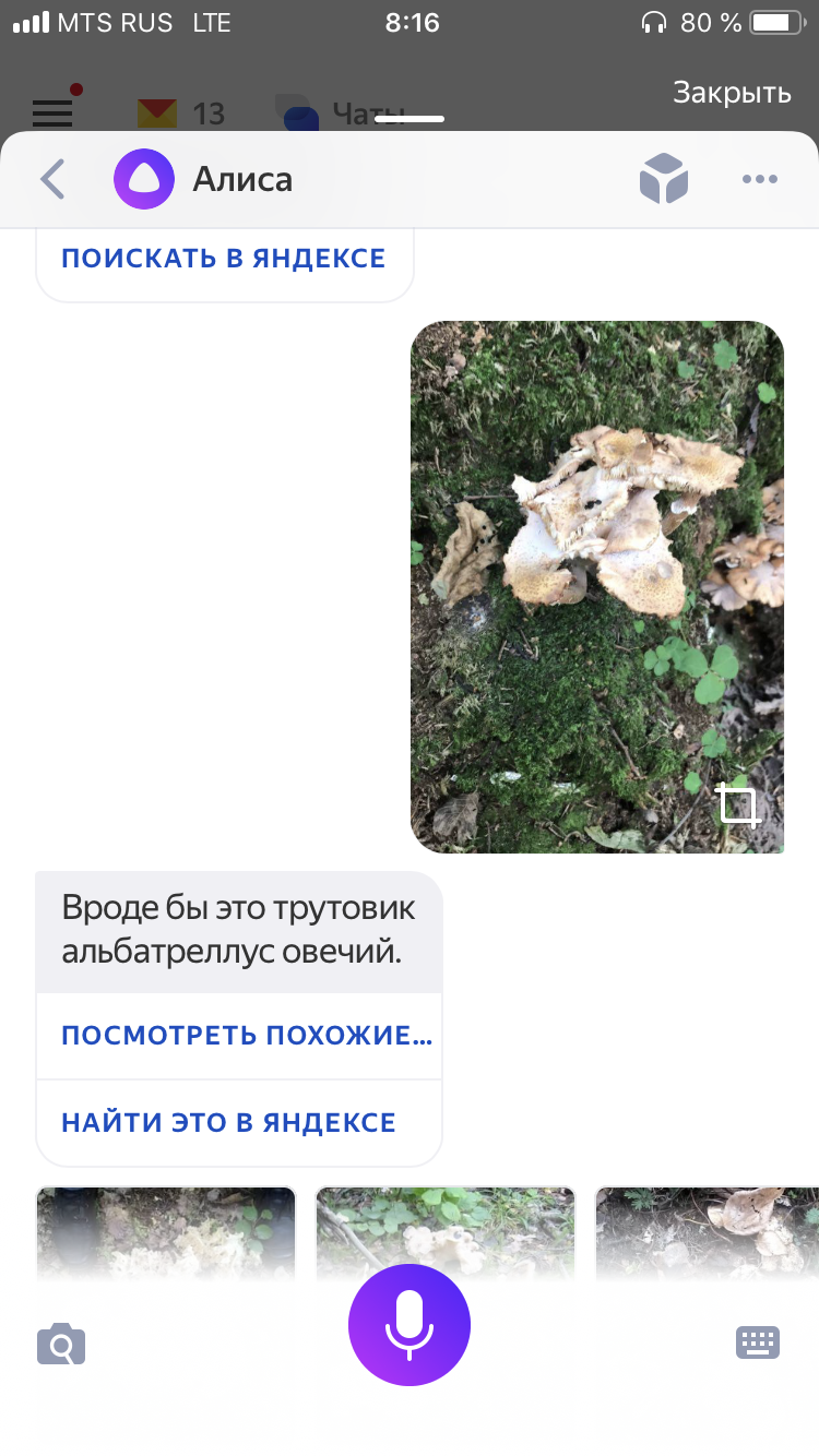 How to go mushroom picking in 2018 - My, Mushrooms, Mushroom pickers, Life hack, Longpost, Yandex Alice