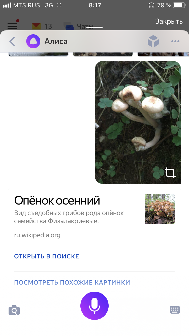 How to go mushroom picking in 2018 - My, Mushrooms, Mushroom pickers, Life hack, Longpost, Yandex Alice