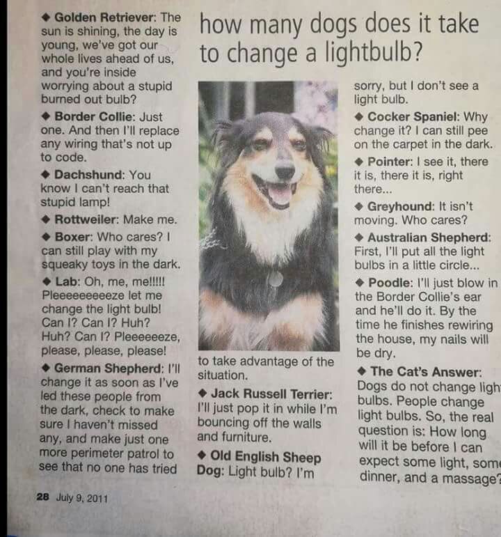 How many dogs does it take to change one light bulb? - My, Dog, Friend of human, Pet, Humor, Bulb, Dog breeds, Longpost, Pets