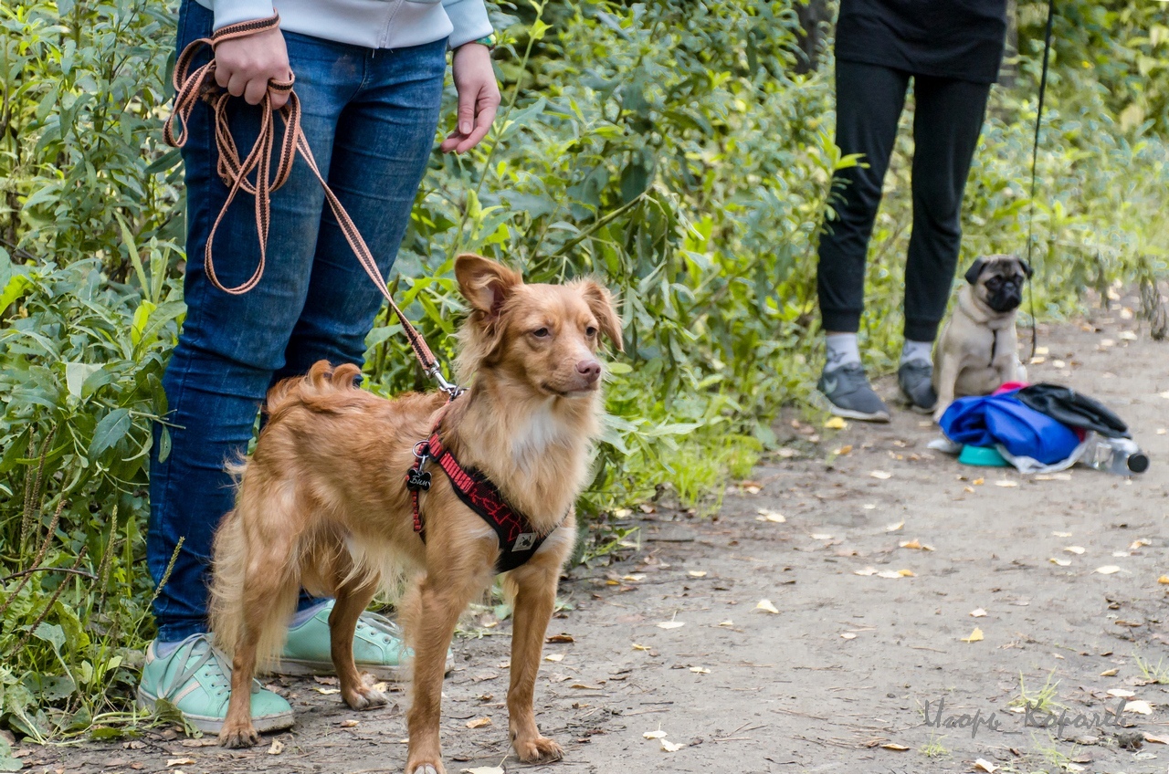 Shaggy cross - Dog, , , Tomsk, , Longpost