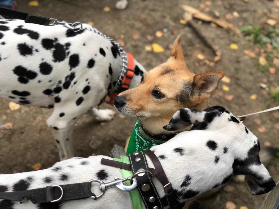 Shaggy cross - Dog, , , Tomsk, , Longpost