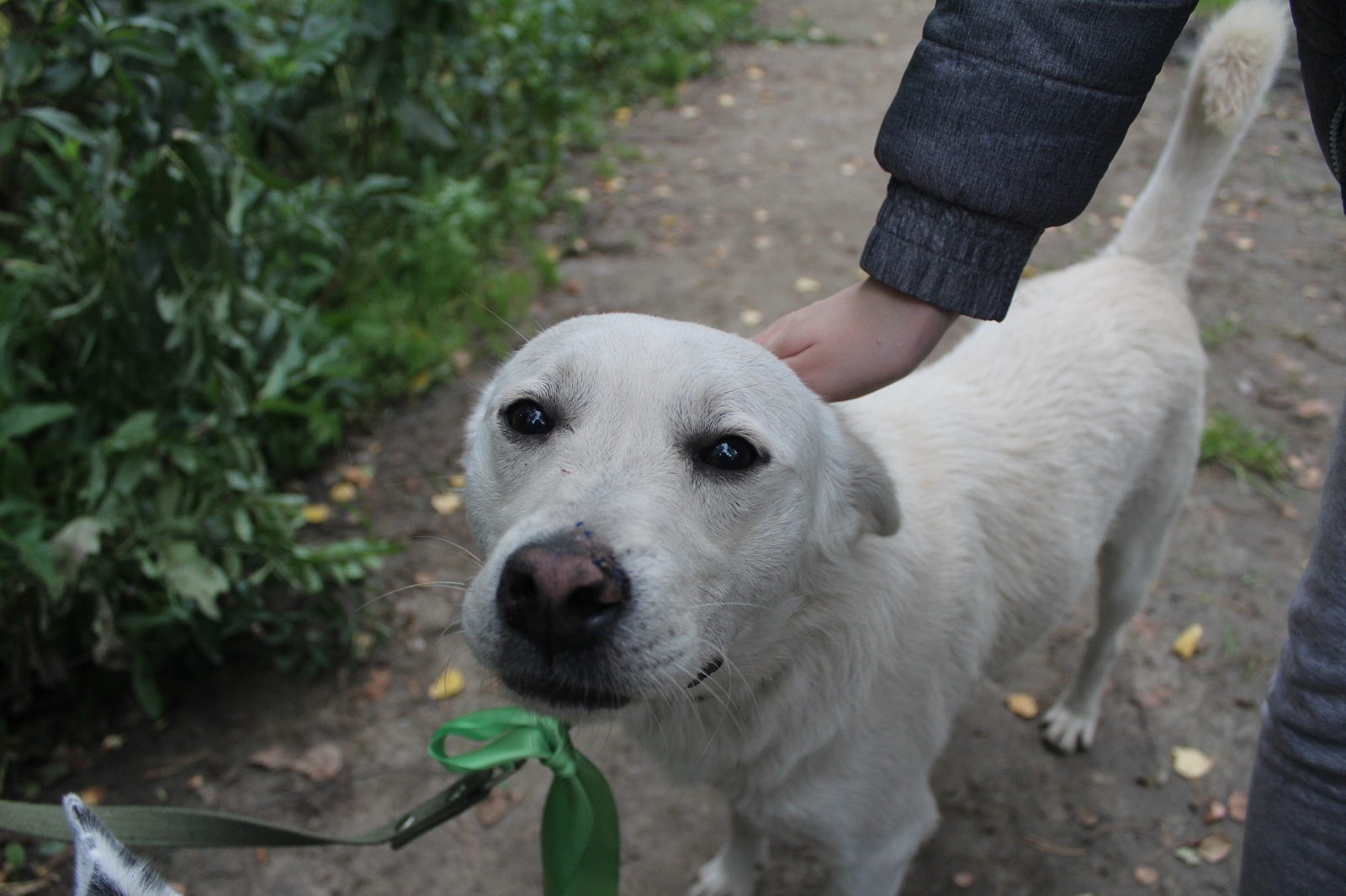 Shaggy cross - Dog, , , Tomsk, , Longpost