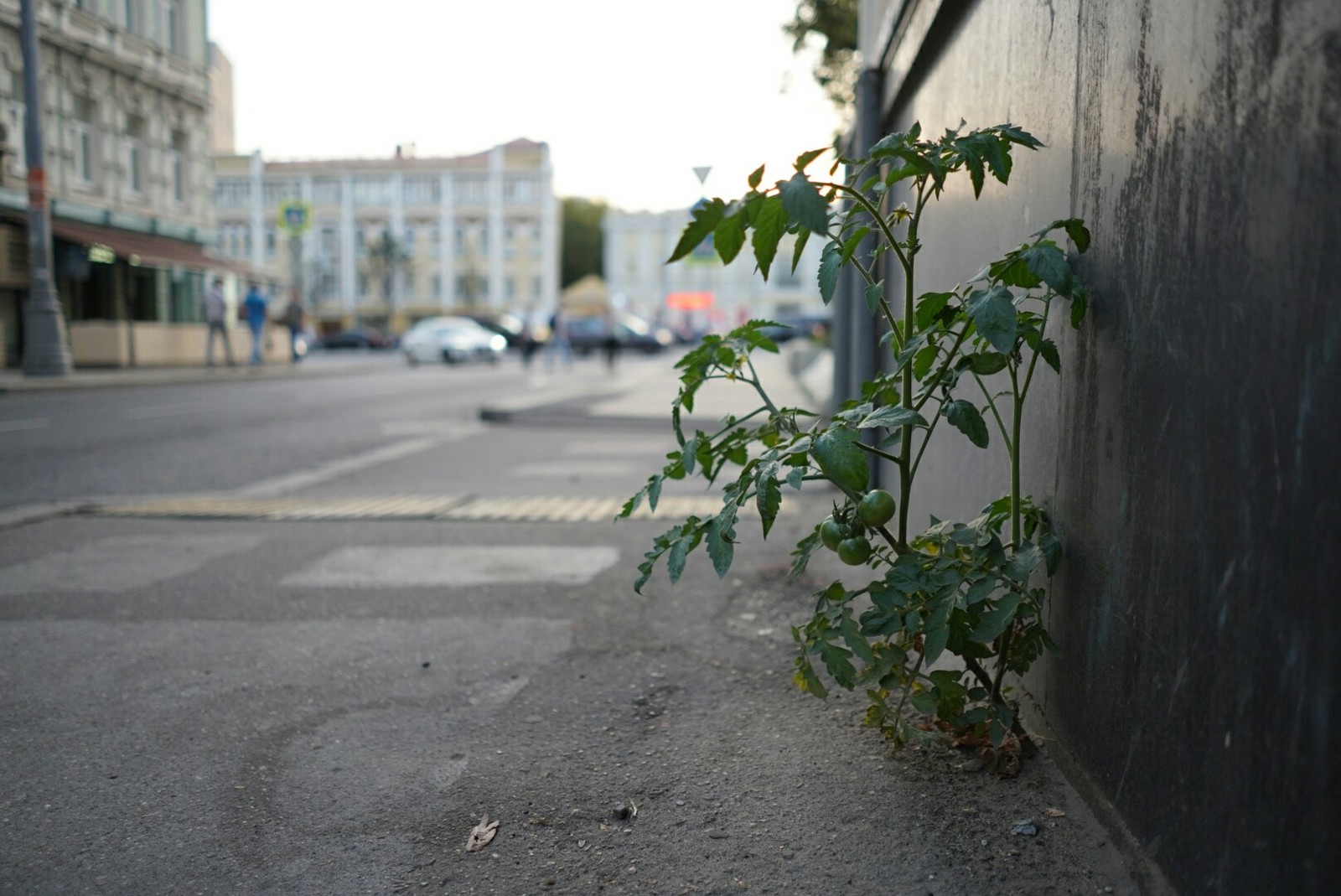 Asphalt tomatoes in the center of Moscow - My, Tomatoes, Moscow, A life, Summer, Longpost