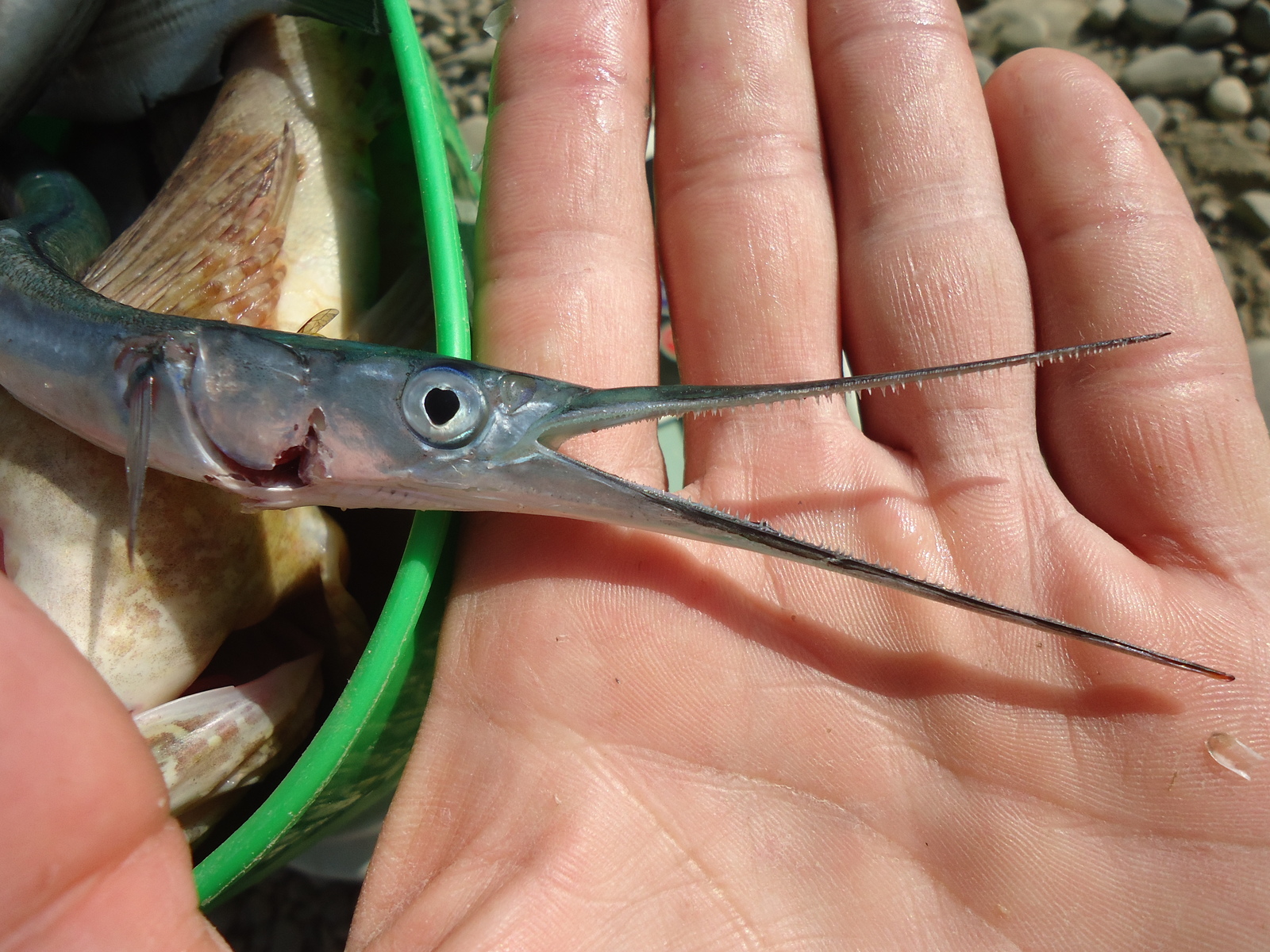 Watch your fingers 2 in the Black Sea - My, A fish, , , Teeth, Fingers, Longpost