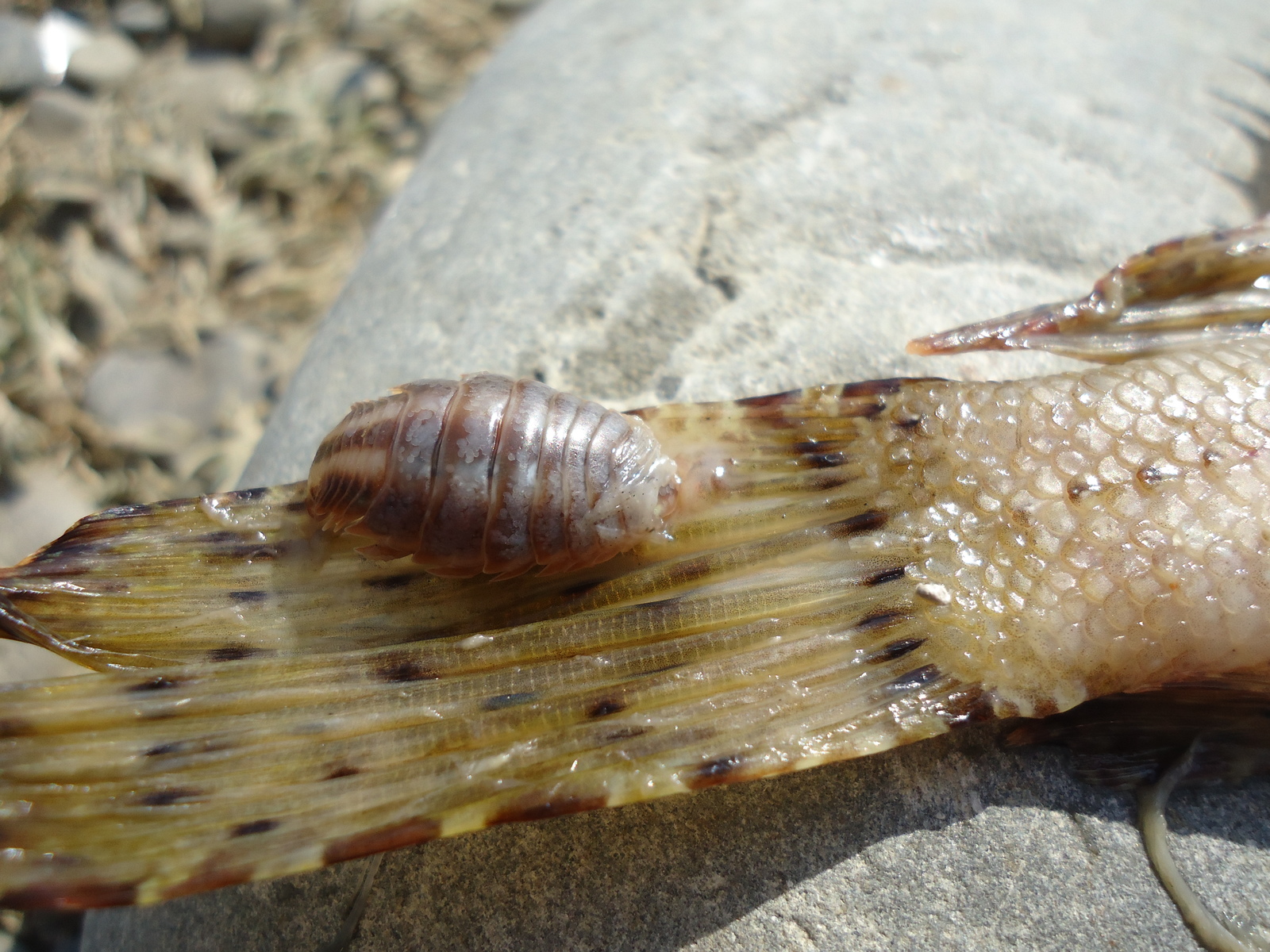 Alien 2 in the Black Sea - My, Stranger, A fish, Black Sea, Parasites, Monster, Longpost