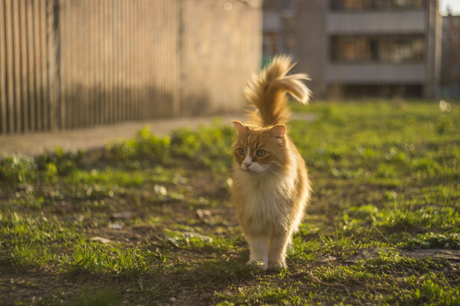 Я слышал, на пикабу любят котиков - Моё, Кот, Фотография, Животные, Длиннопост