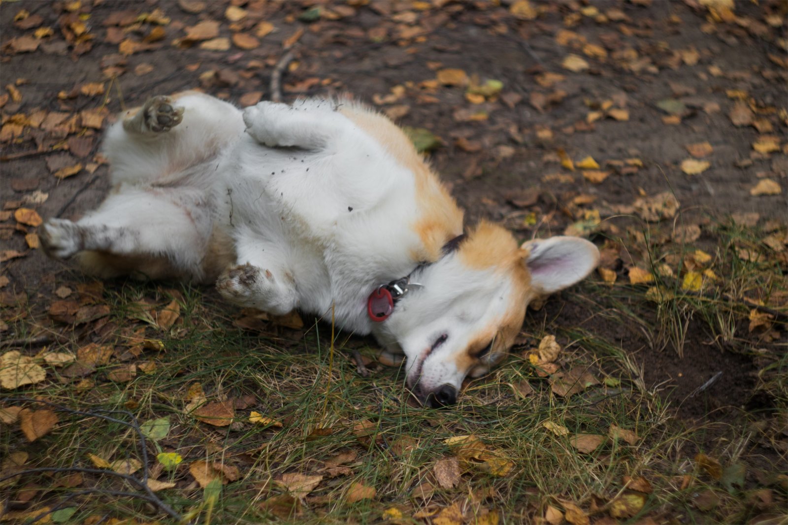 Corgi on Fridays, the last day of summer - My, The photo, Dog, Corgi, Longpost