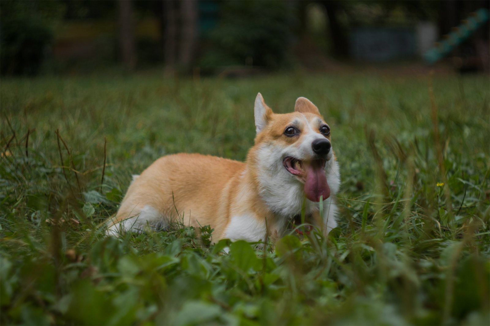 Corgi on Fridays, the last day of summer - My, The photo, Dog, Corgi, Longpost