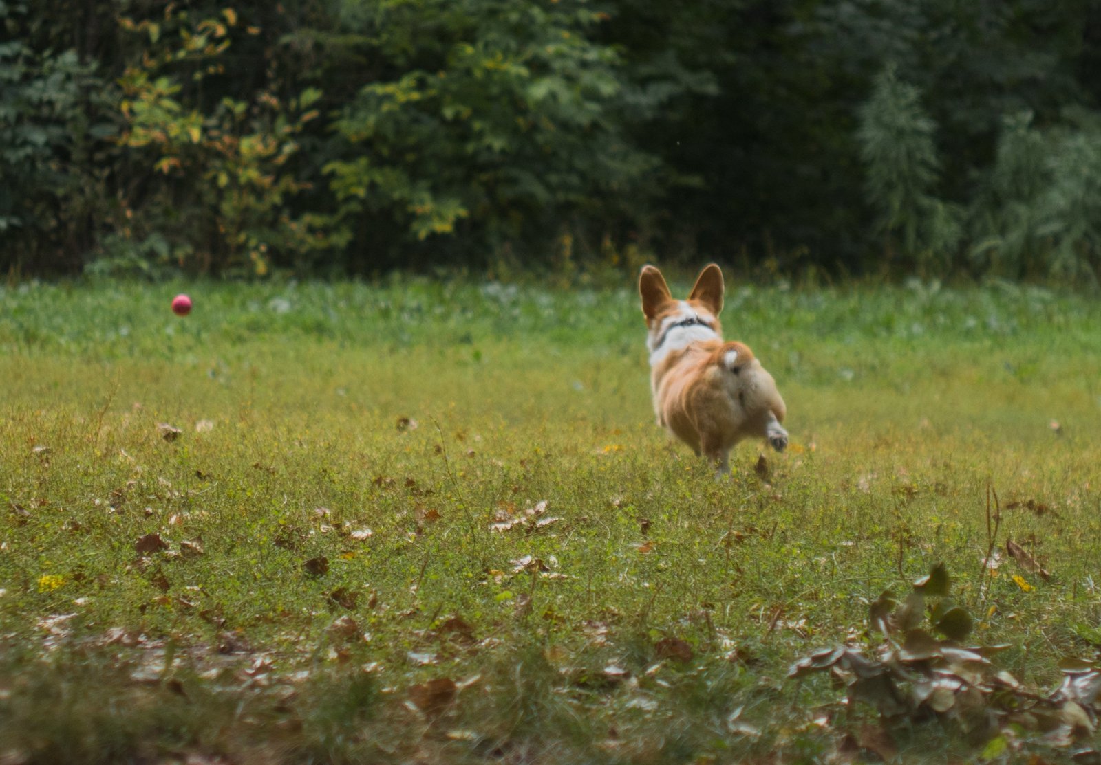 Corgi on Fridays, the last day of summer - My, The photo, Dog, Corgi, Longpost