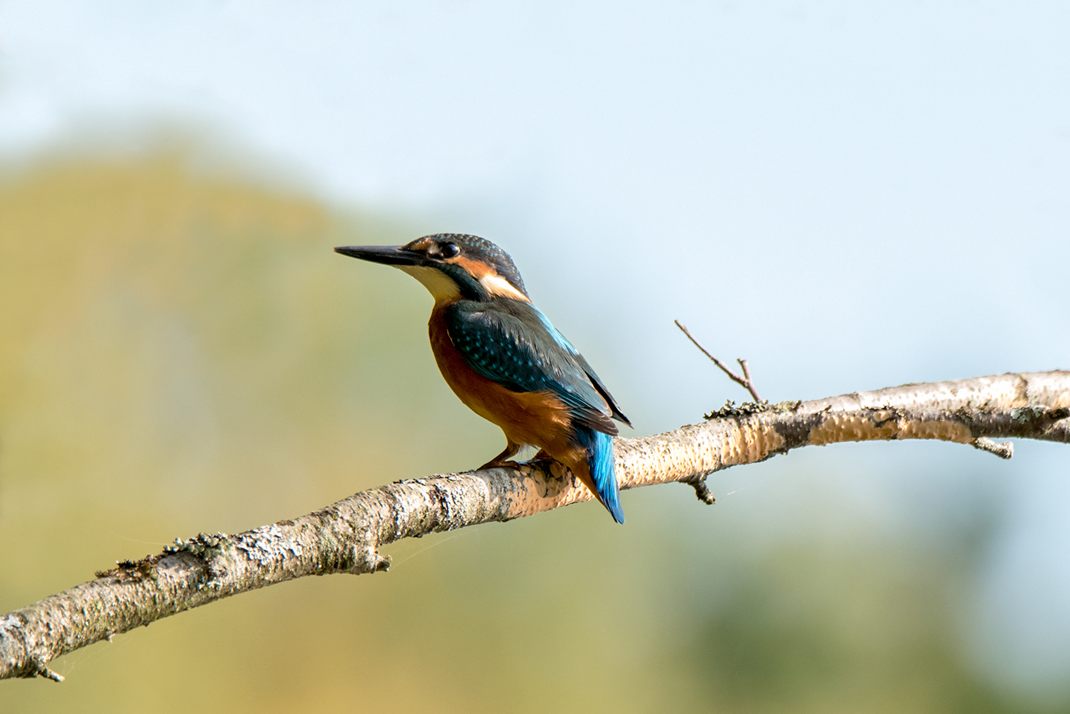 Kingfisher - My, Kingfisher, Birds, Leningrad region, The photo, Nikon, Longpost