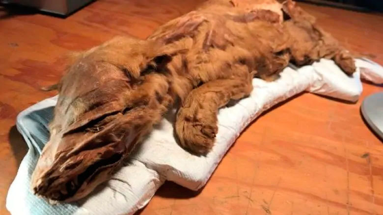 Mummified wolf cub and deer found in permafrost in Canada - My, Paleontology, Deer, Wolf, The science, Biology, Animals, Pleistocene, Longpost, Deer