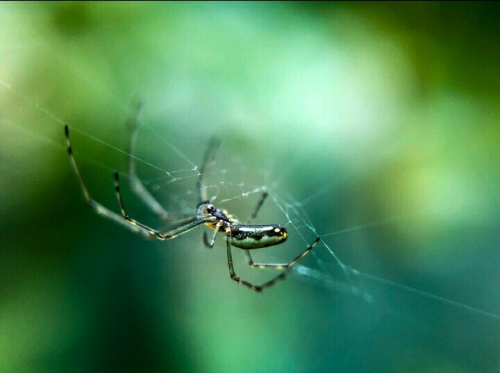 Macrocosm - My, Spider, Macro, Arachnophobia, Macro photography