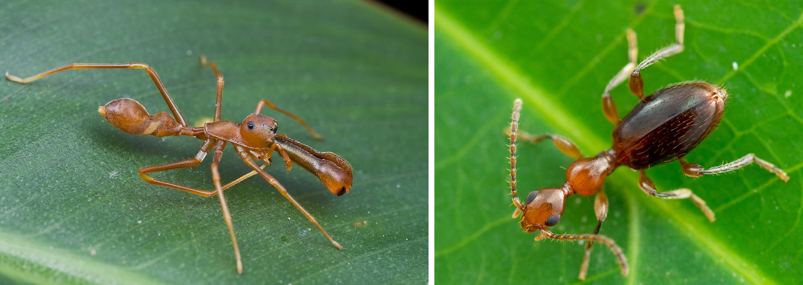 Ancient cockroach - Paleontology, Insects, Cockroaches, Ants, Mimicry, Copy-paste, Elementy ru, Longpost