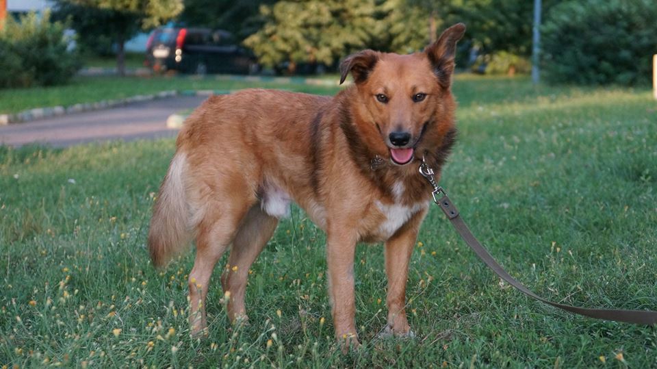 Redhead happiness named Richard is looking for his man - No rating, Moscow, Moscow region, Homeless animals, Looking for a master, Dog, Longpost, In good hands