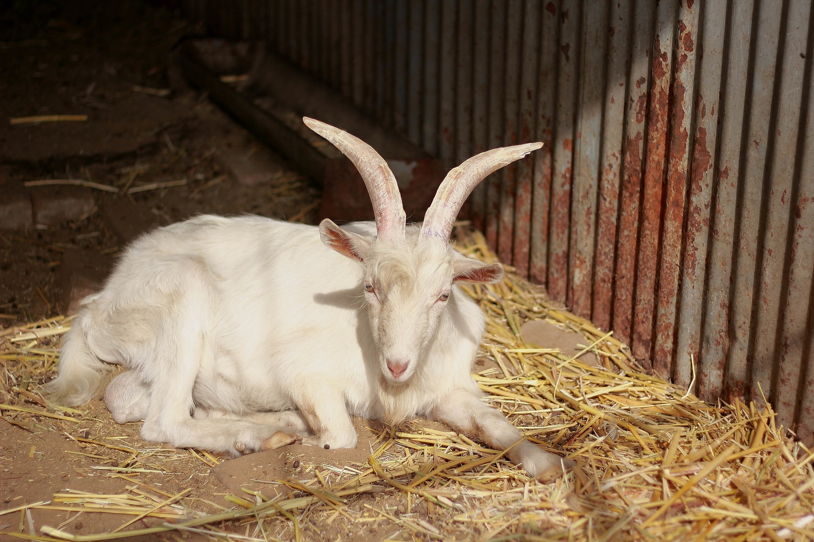 Zoo at VolGAU. - My, Animals, , Longpost, Birds, Volgograd, My