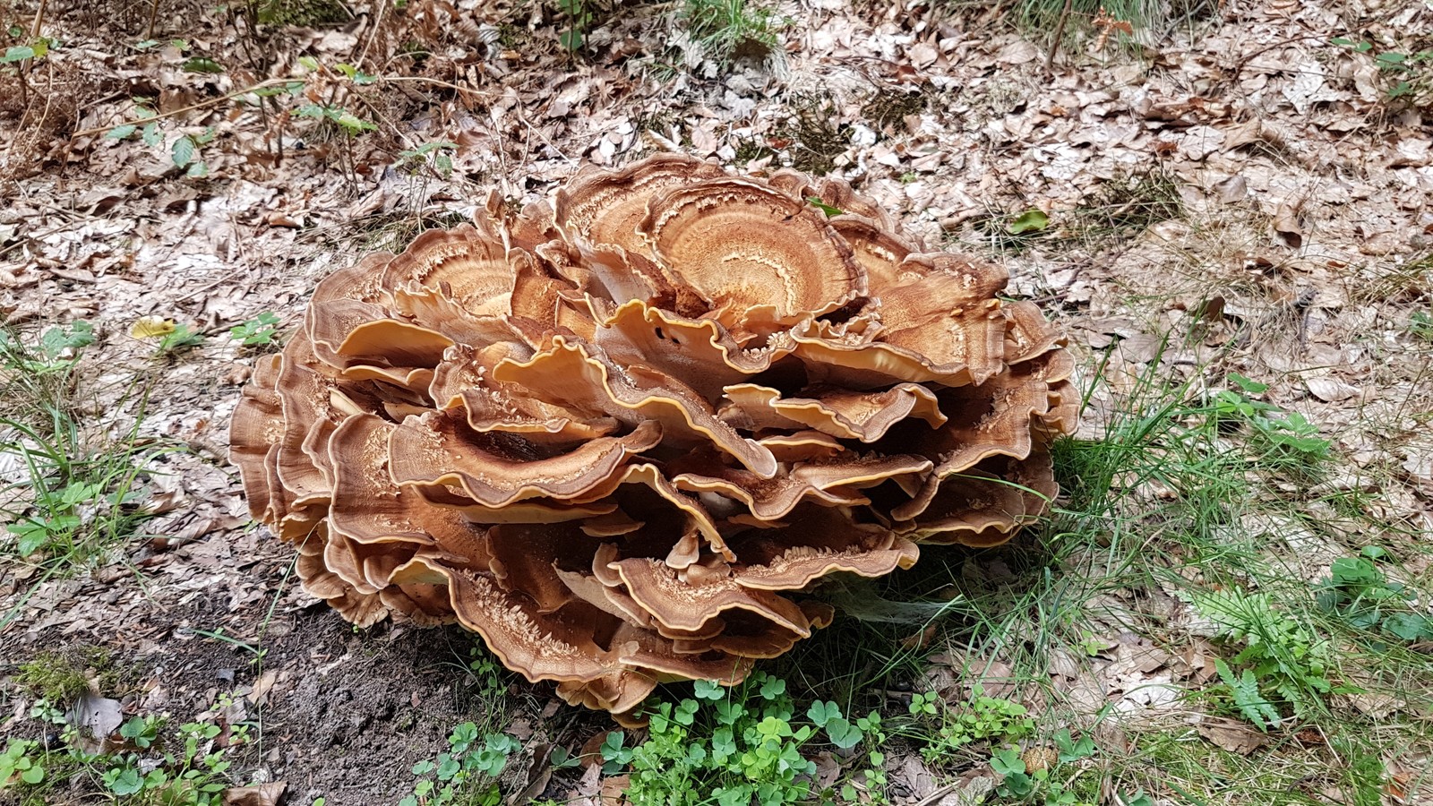 Mushrooms. - Mushrooms, Nature, Mushroom pickers, Idleness